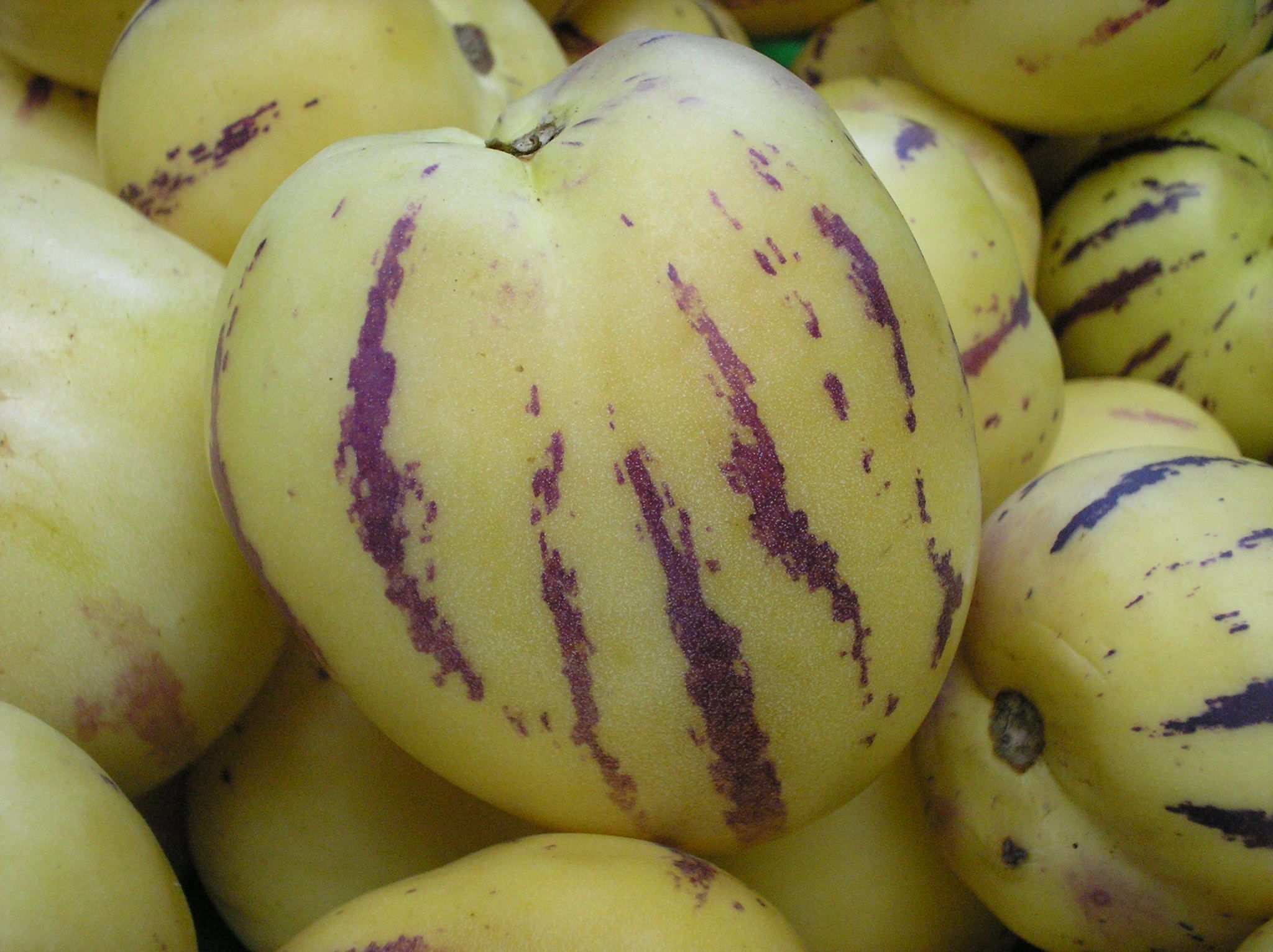 Solanum muricatum