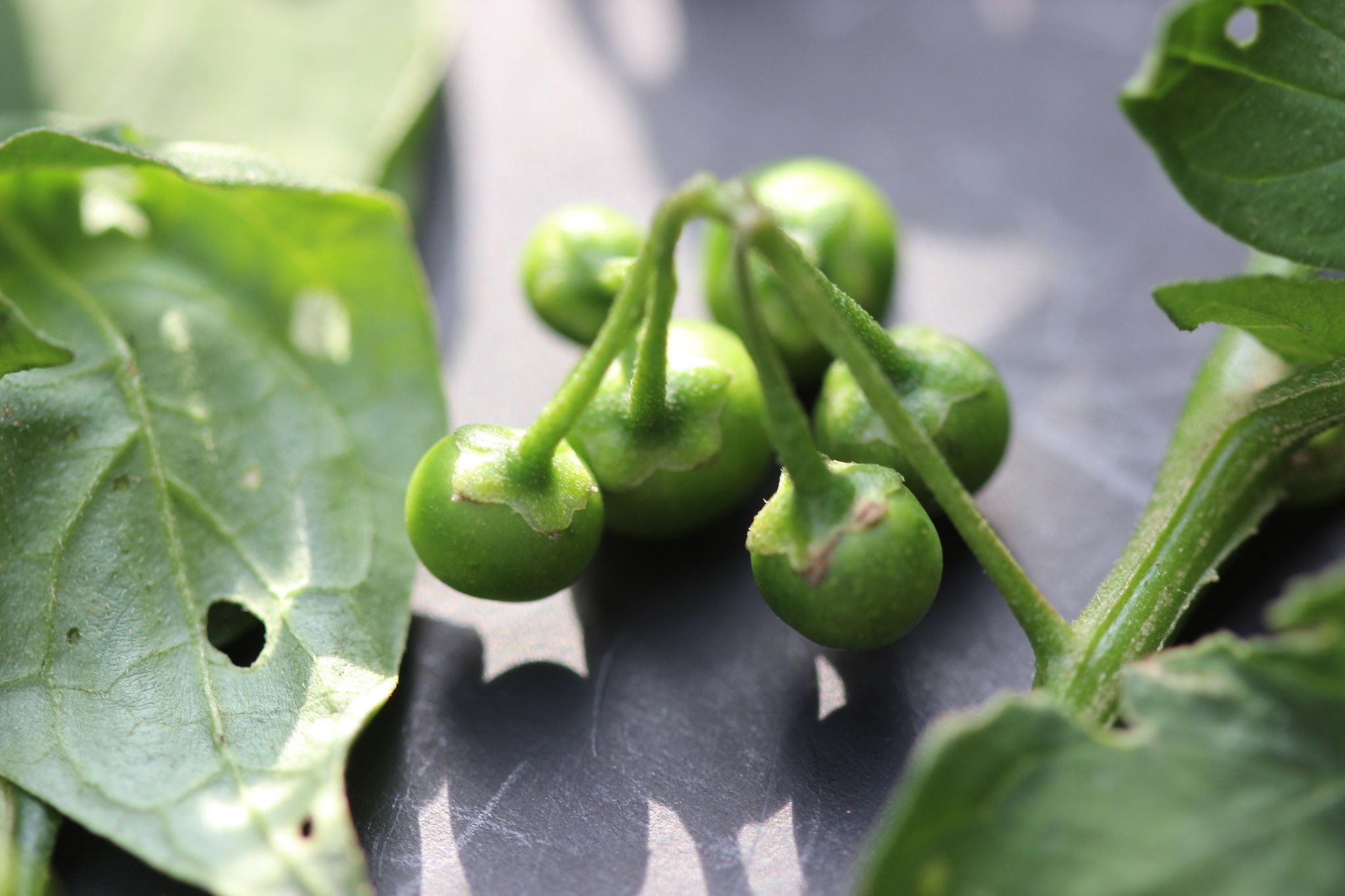 Solanum nigrescens