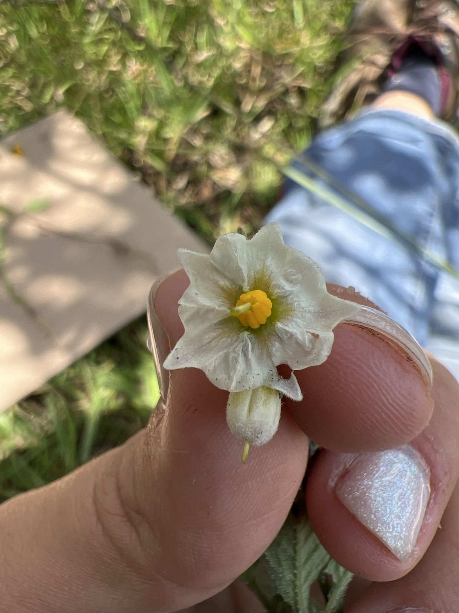 Solanum oxycarpum