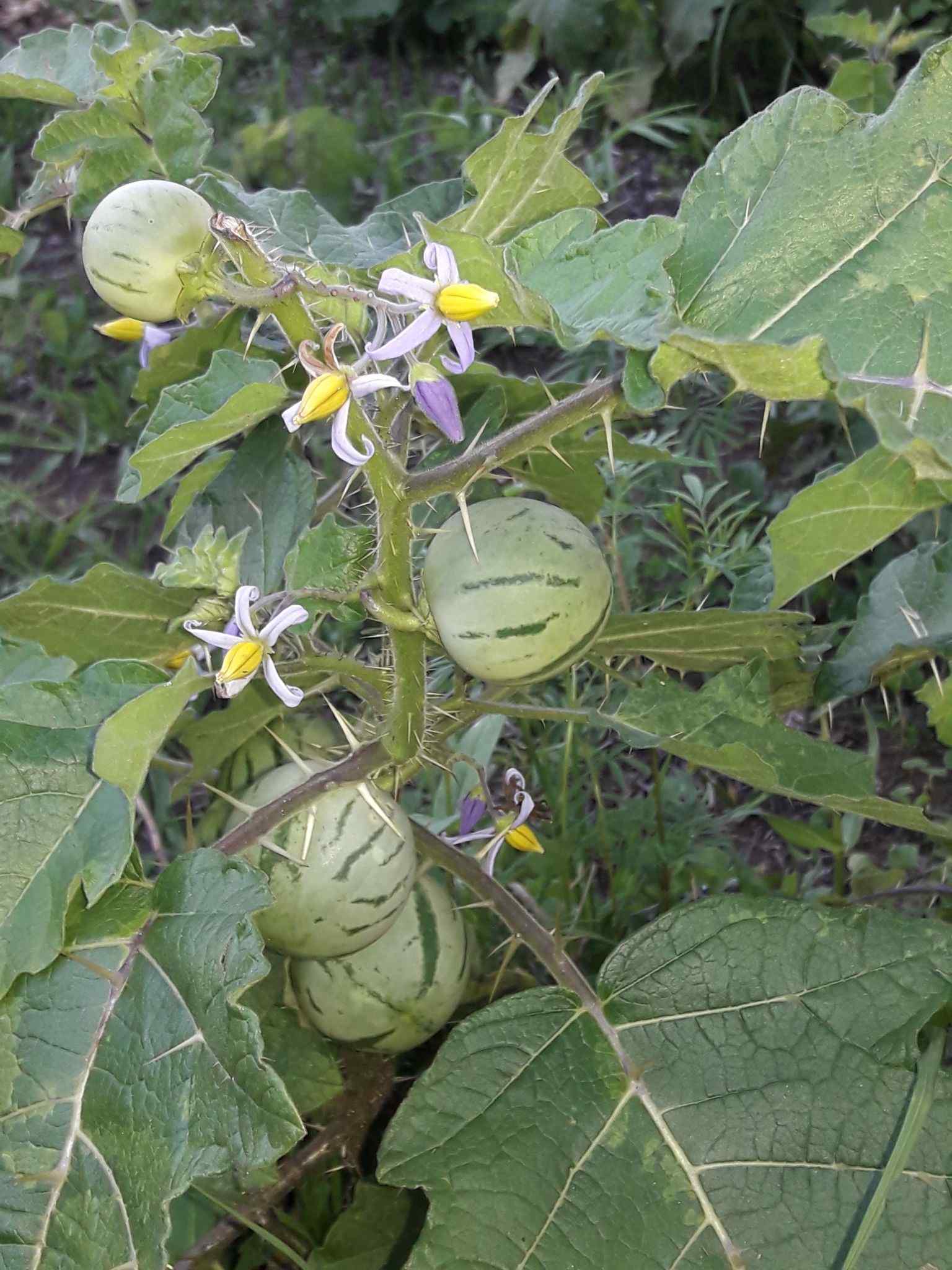 Solanum palinacanthum