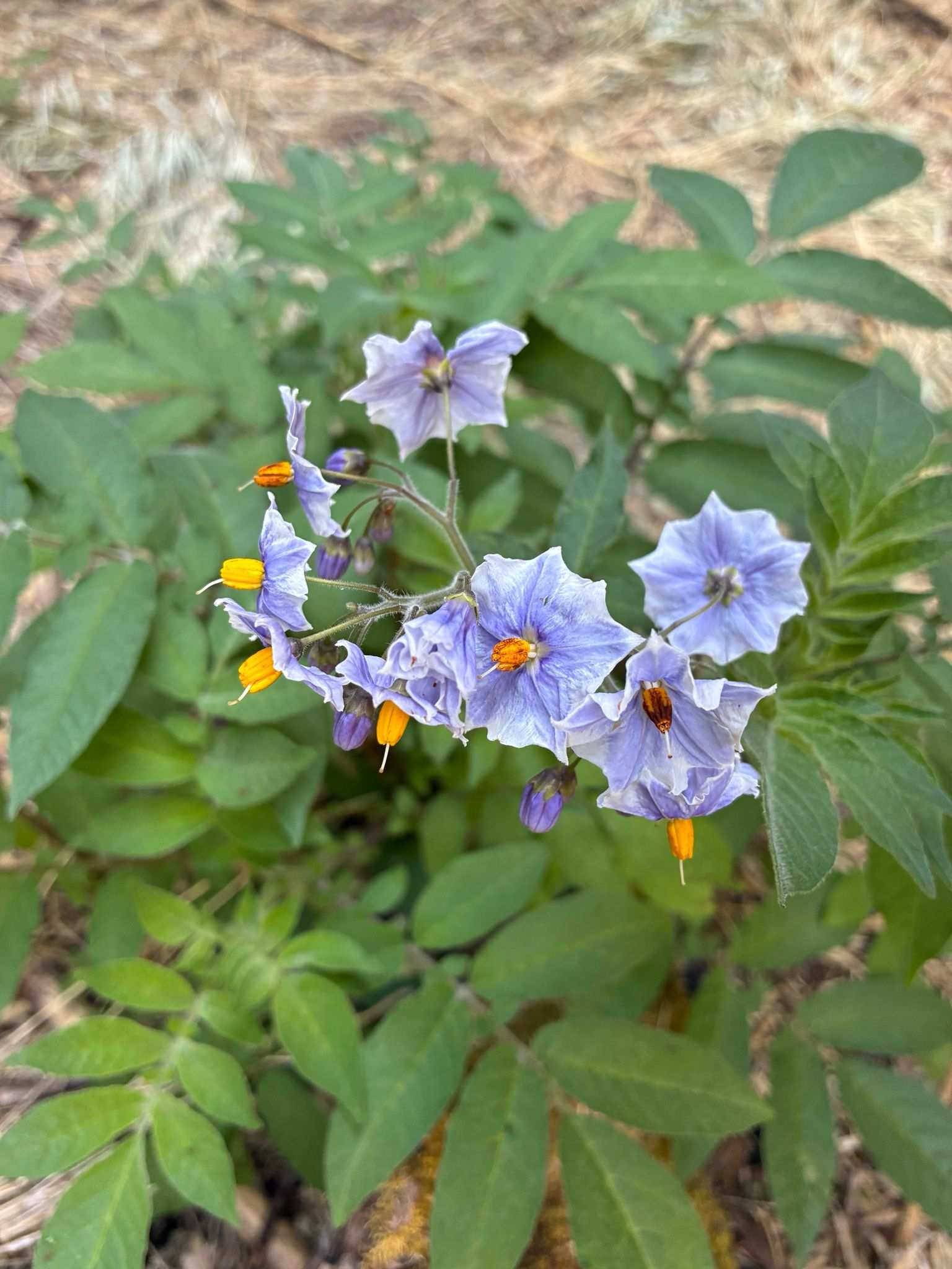 Solanum palustre