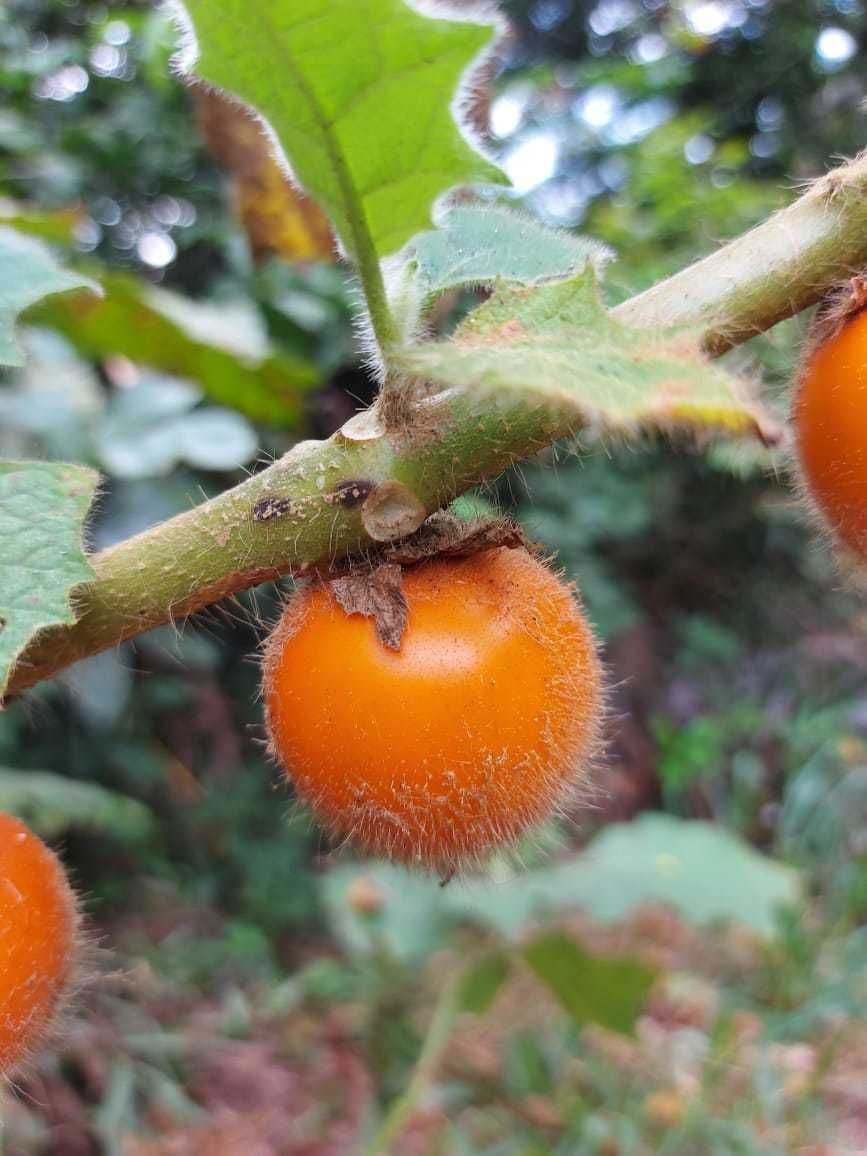 Solanum pectinatum