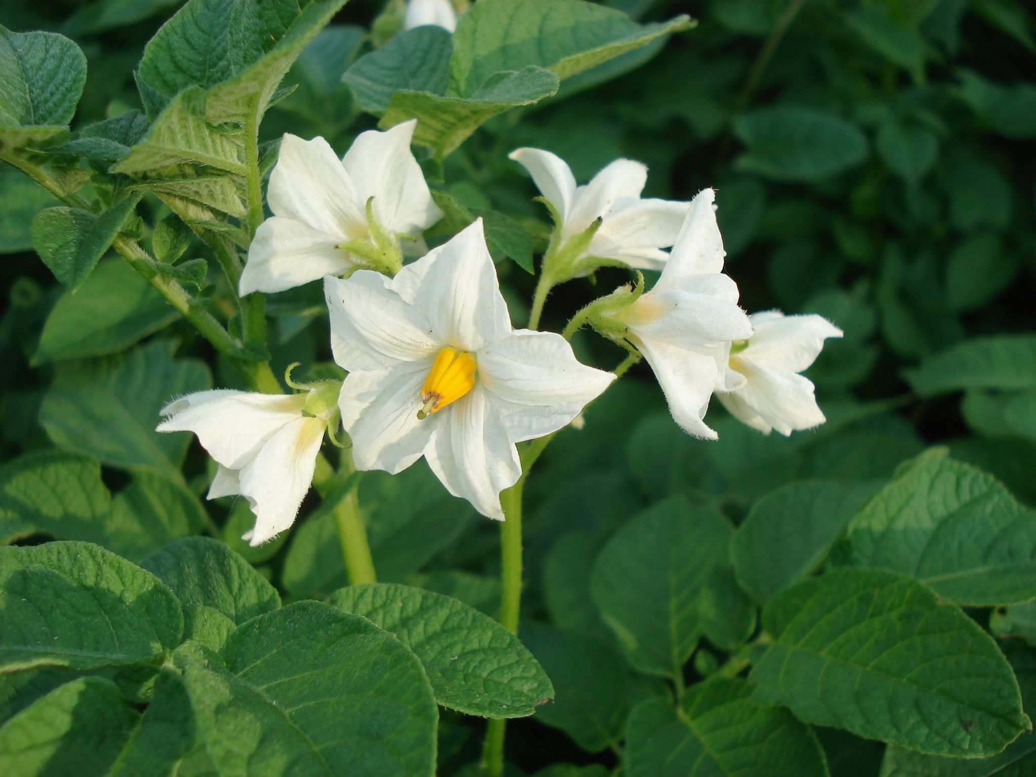 Solanum phureja