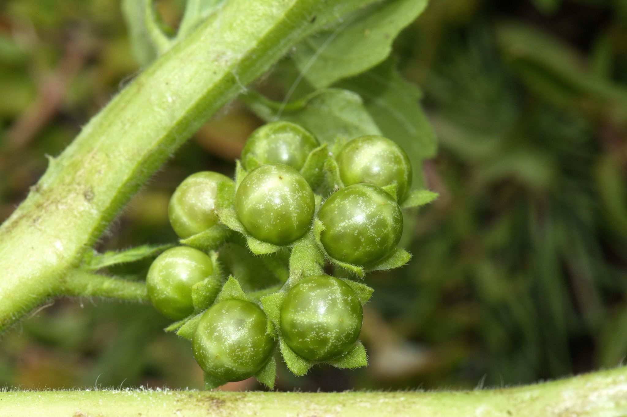 Solanum physalifolium