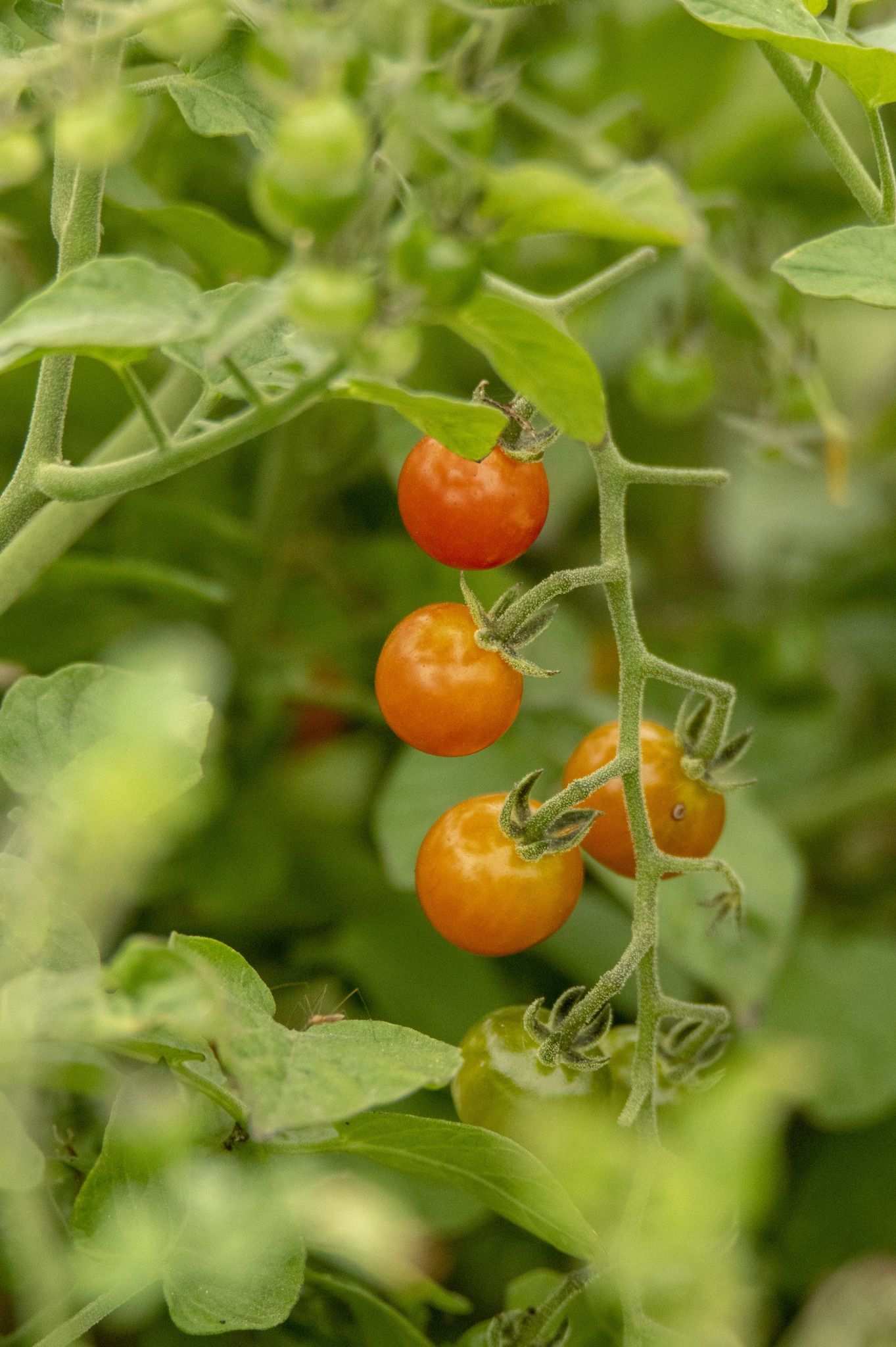 Solanum pimpinellifolium