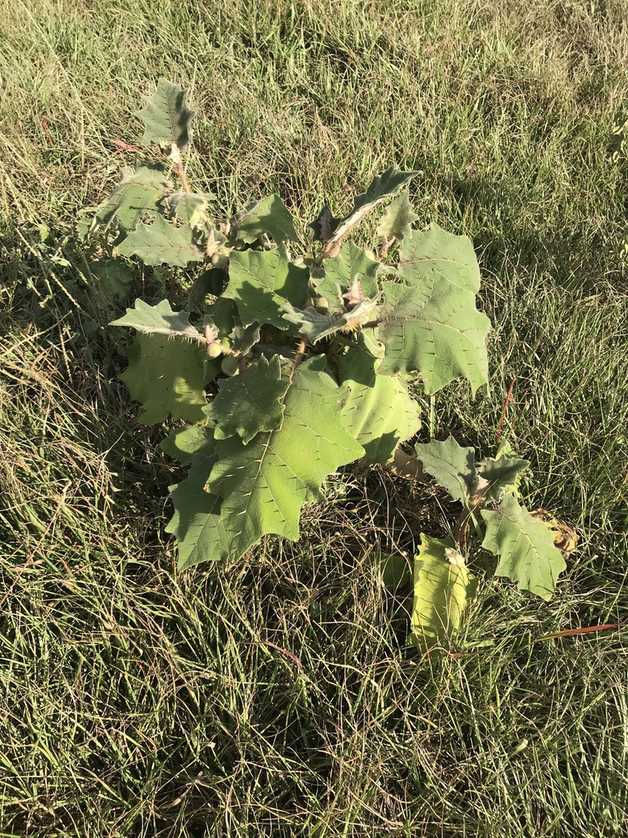 Solanum pseudolulo
