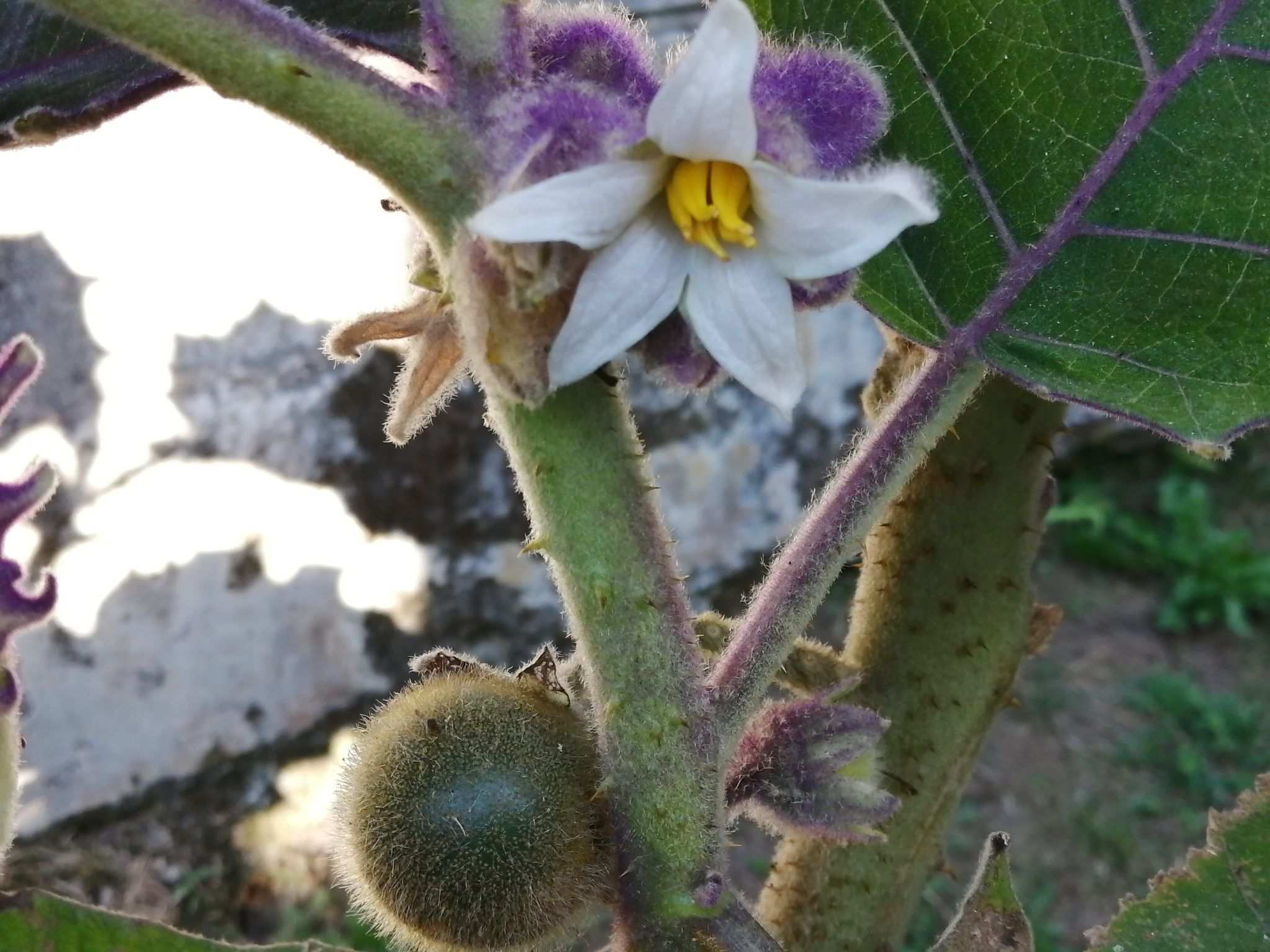 Solanum quitoense