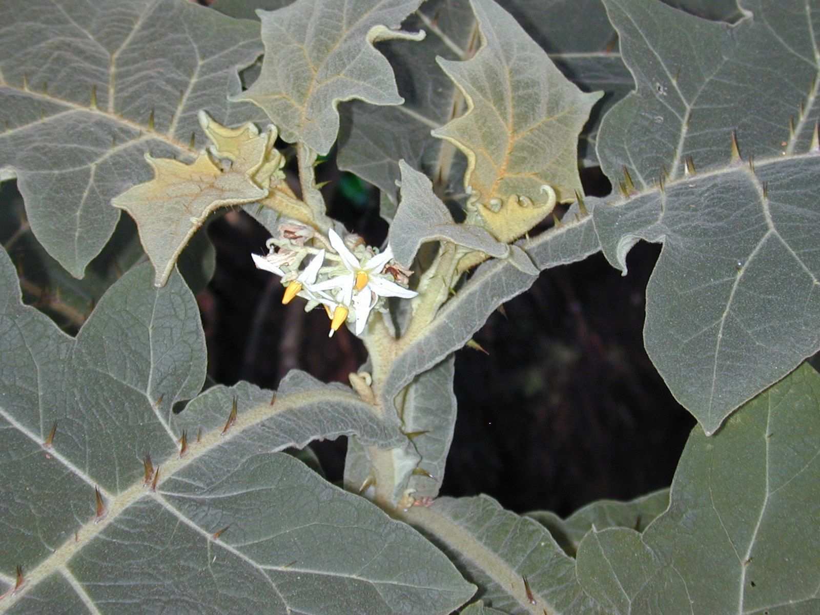 Solanum robustum