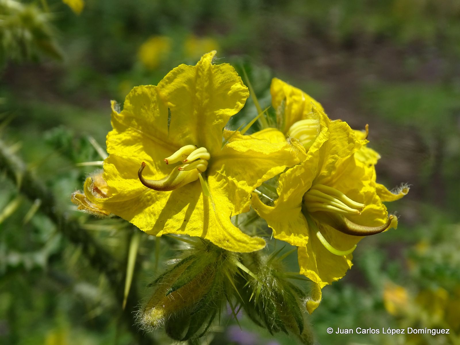 Solanum rostratum