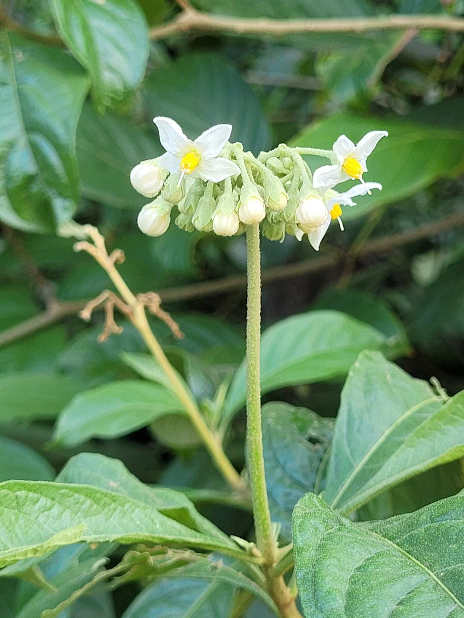 Solanum rugosum
