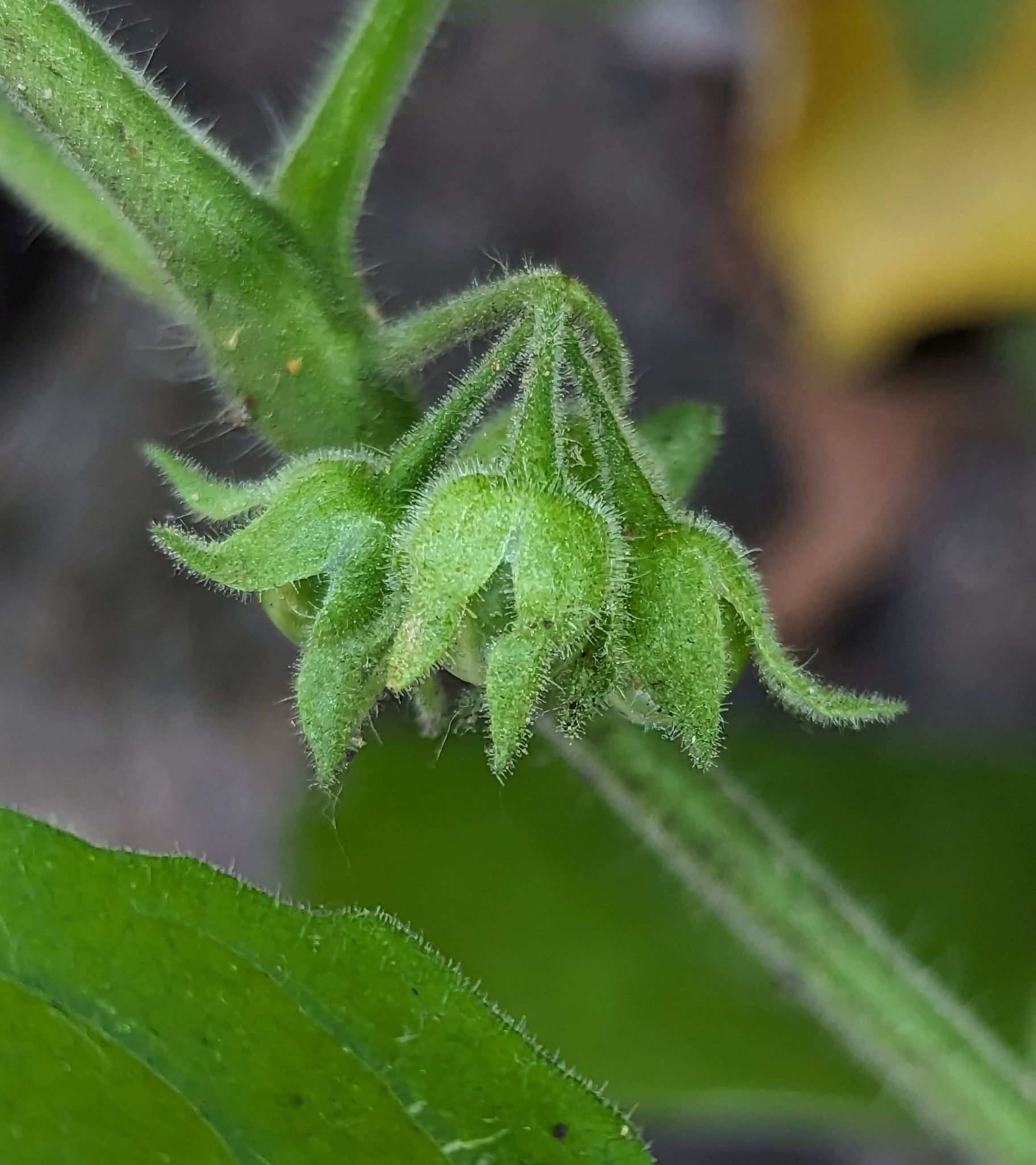 Solanum sarrachoides