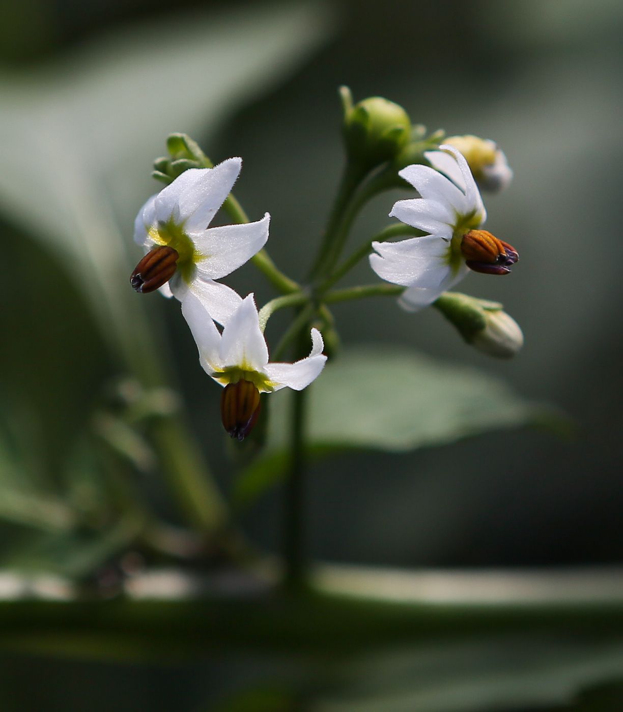 Solanum scabrum