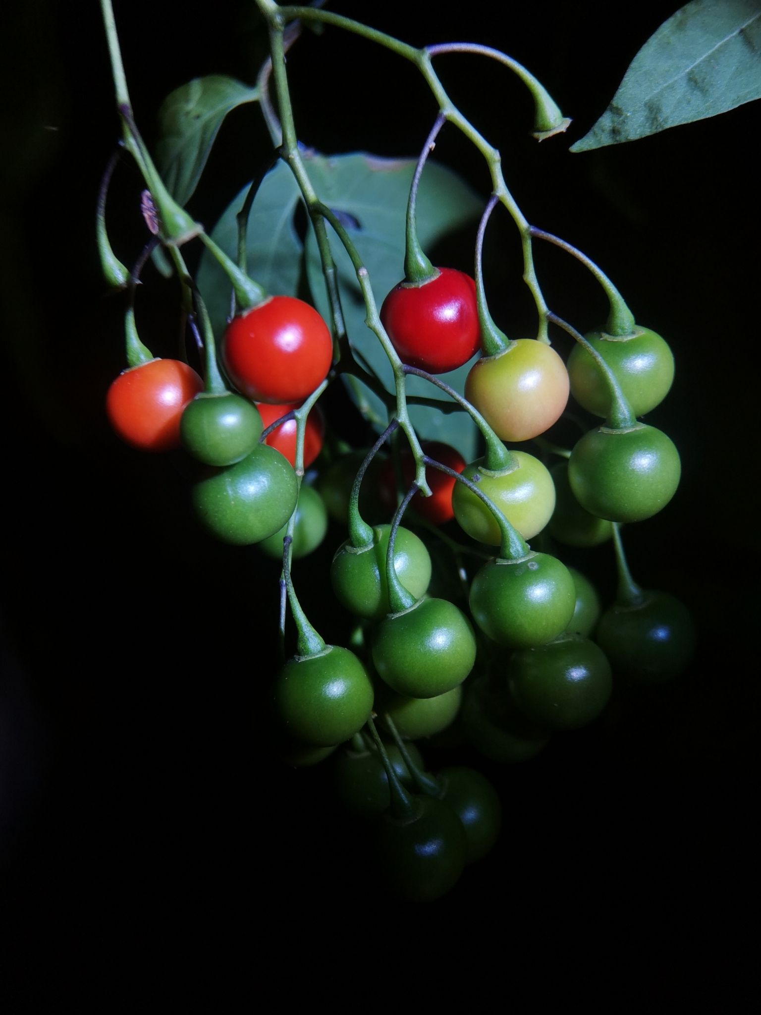 Solanum seaforthianum