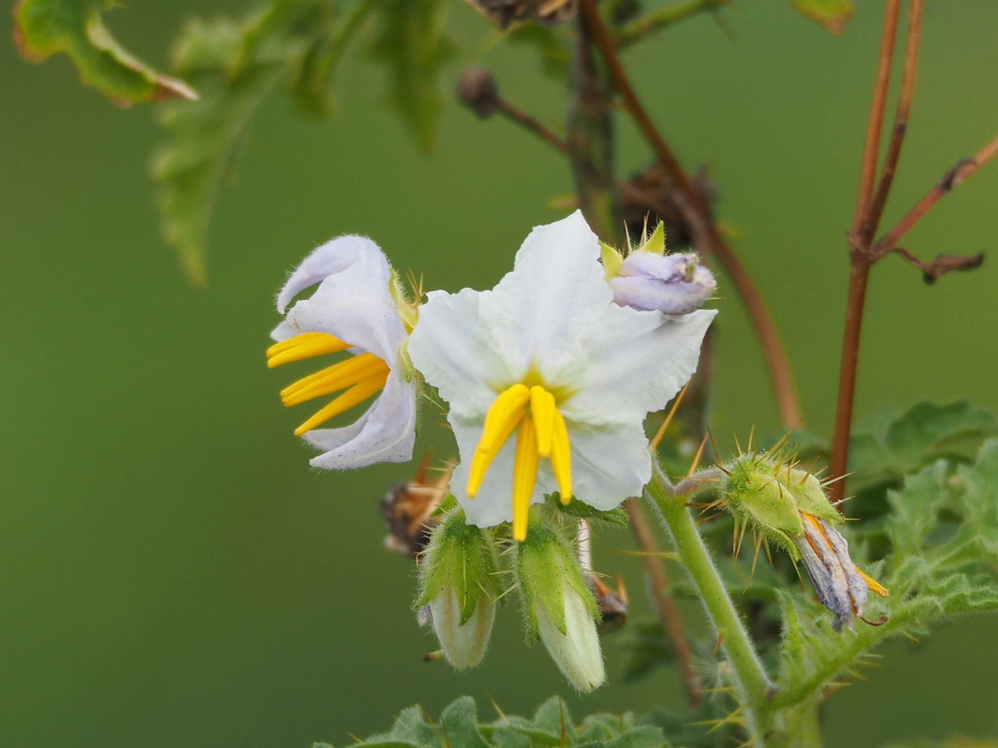 Solanum sisymbriifolium