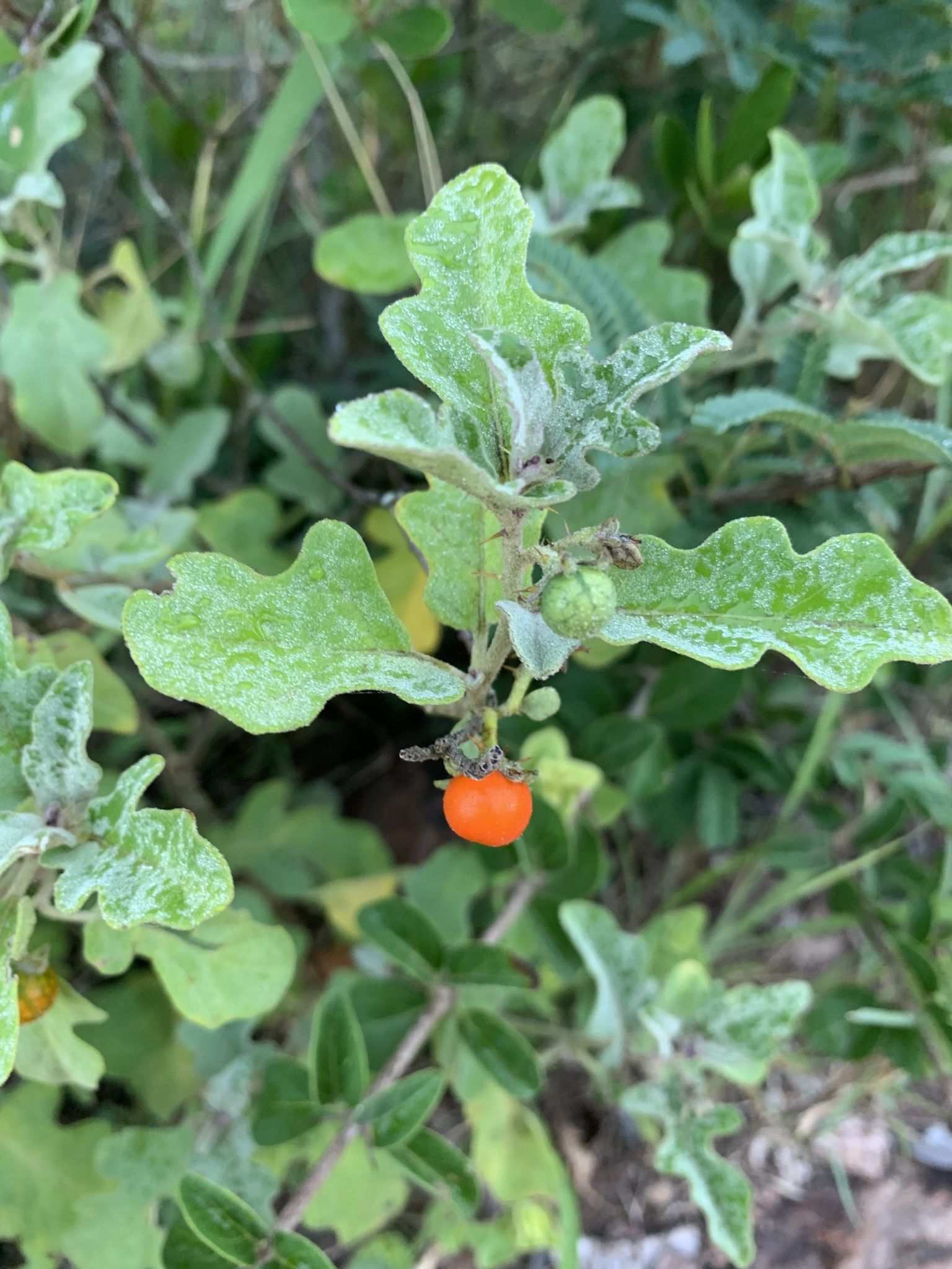 Solanum sp.