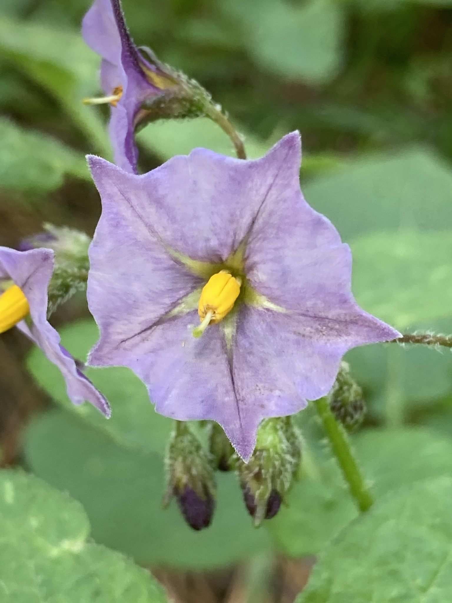 Solanum stoloniferum
