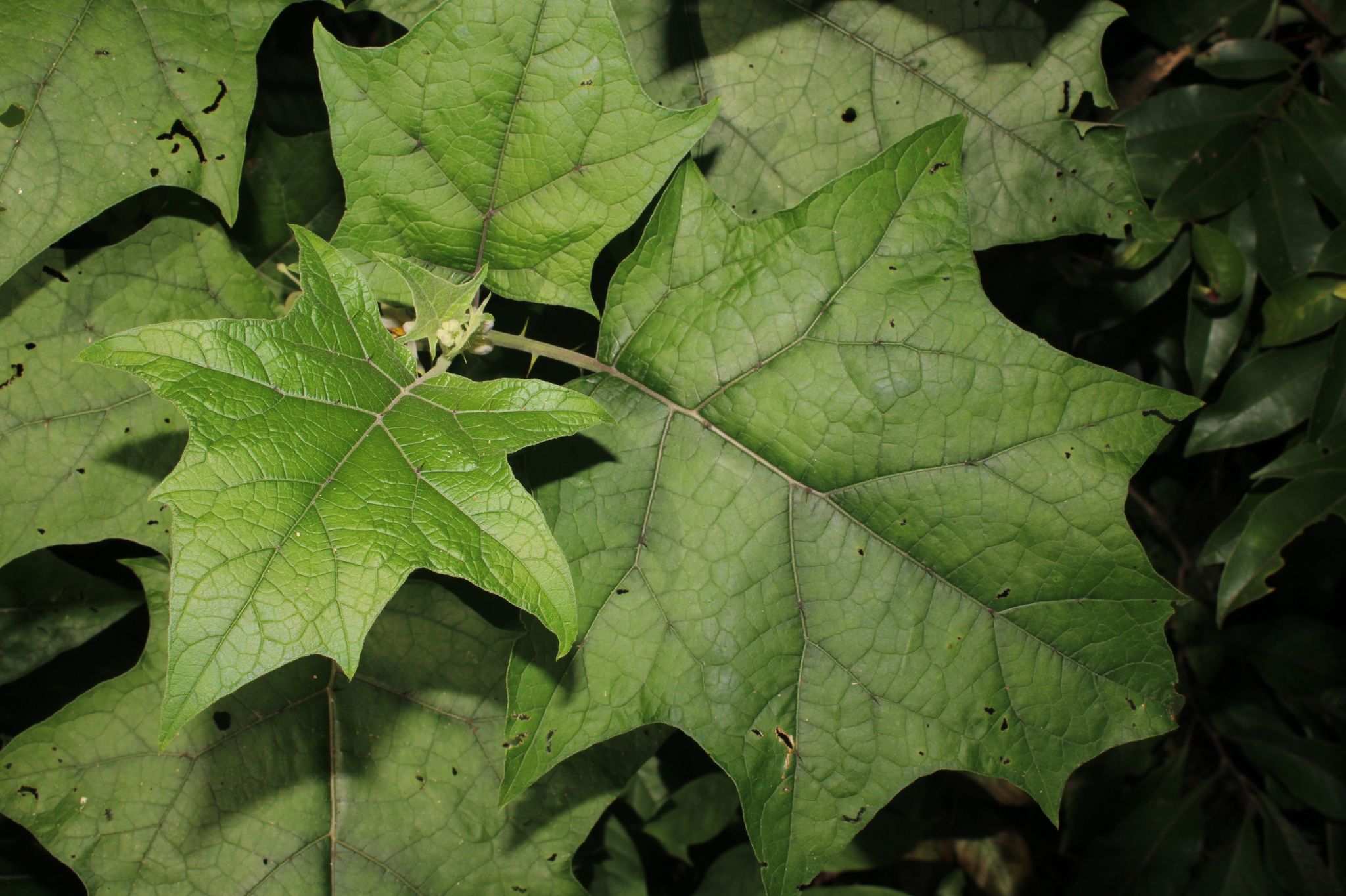 Solanum stramoniifolium