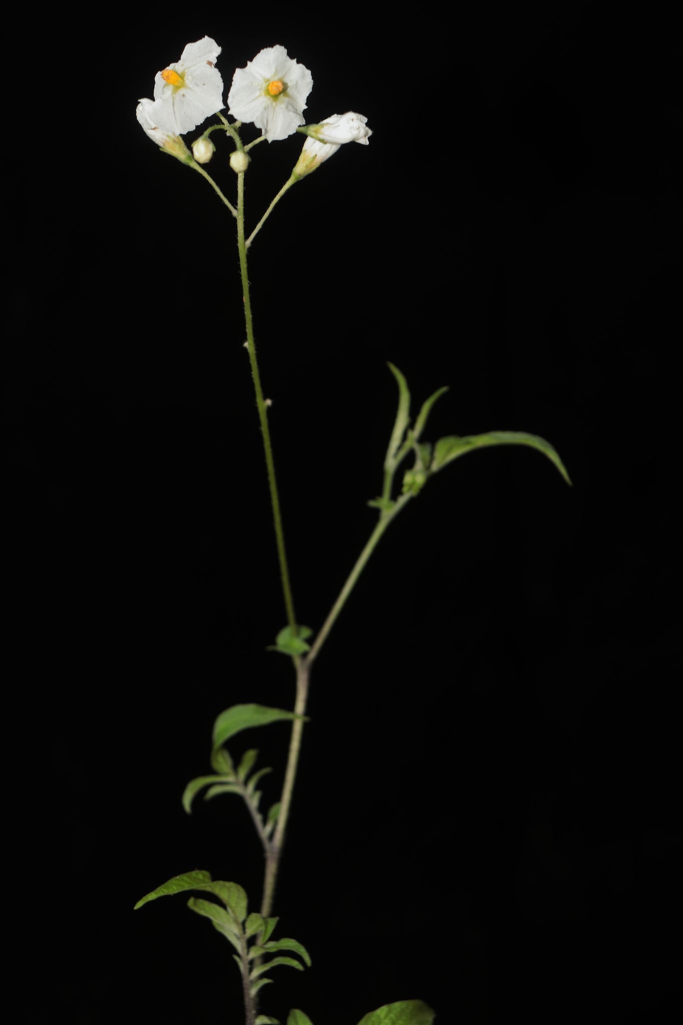 Solanum suaveolens