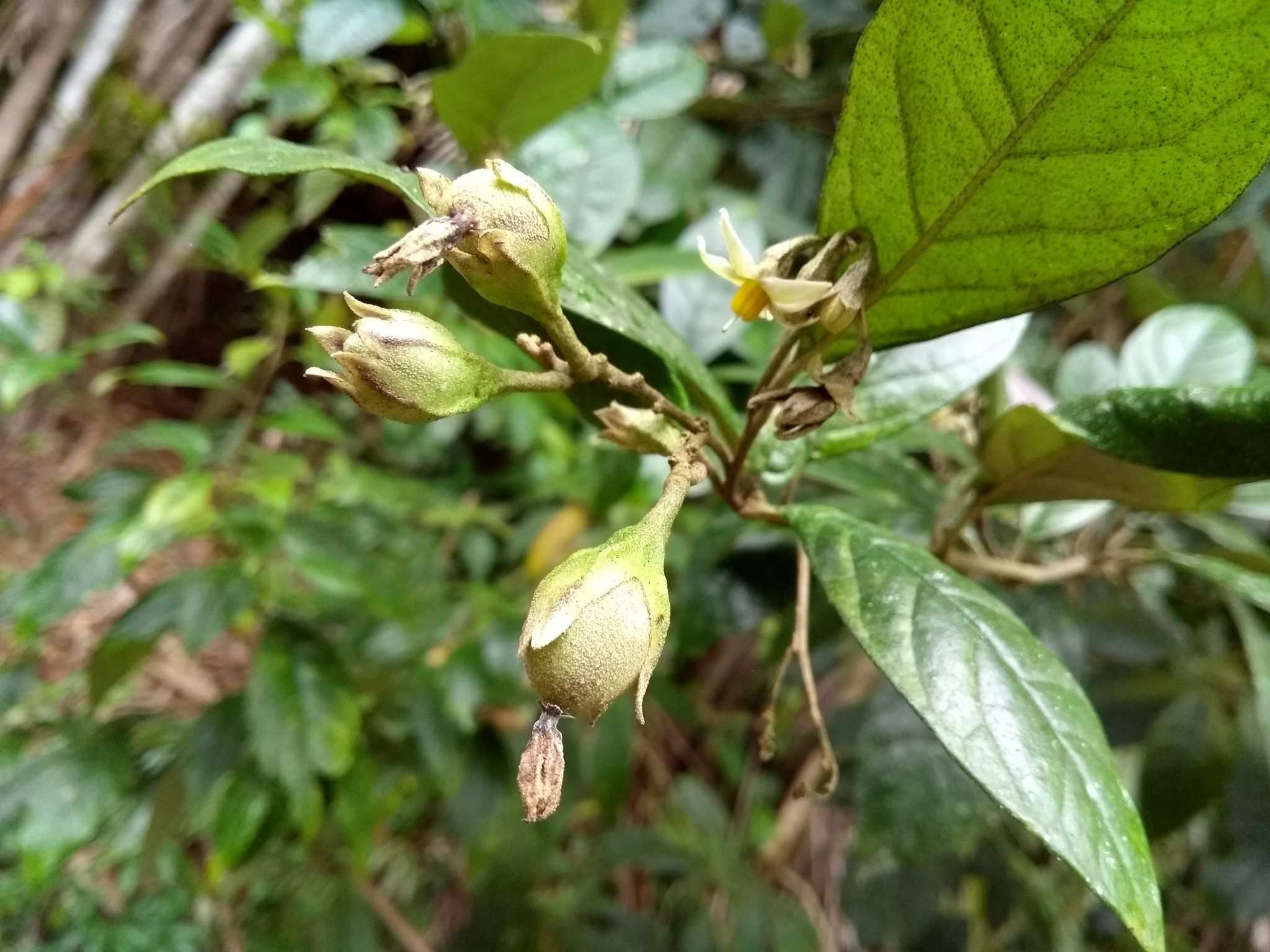 Solanum swartzianum
