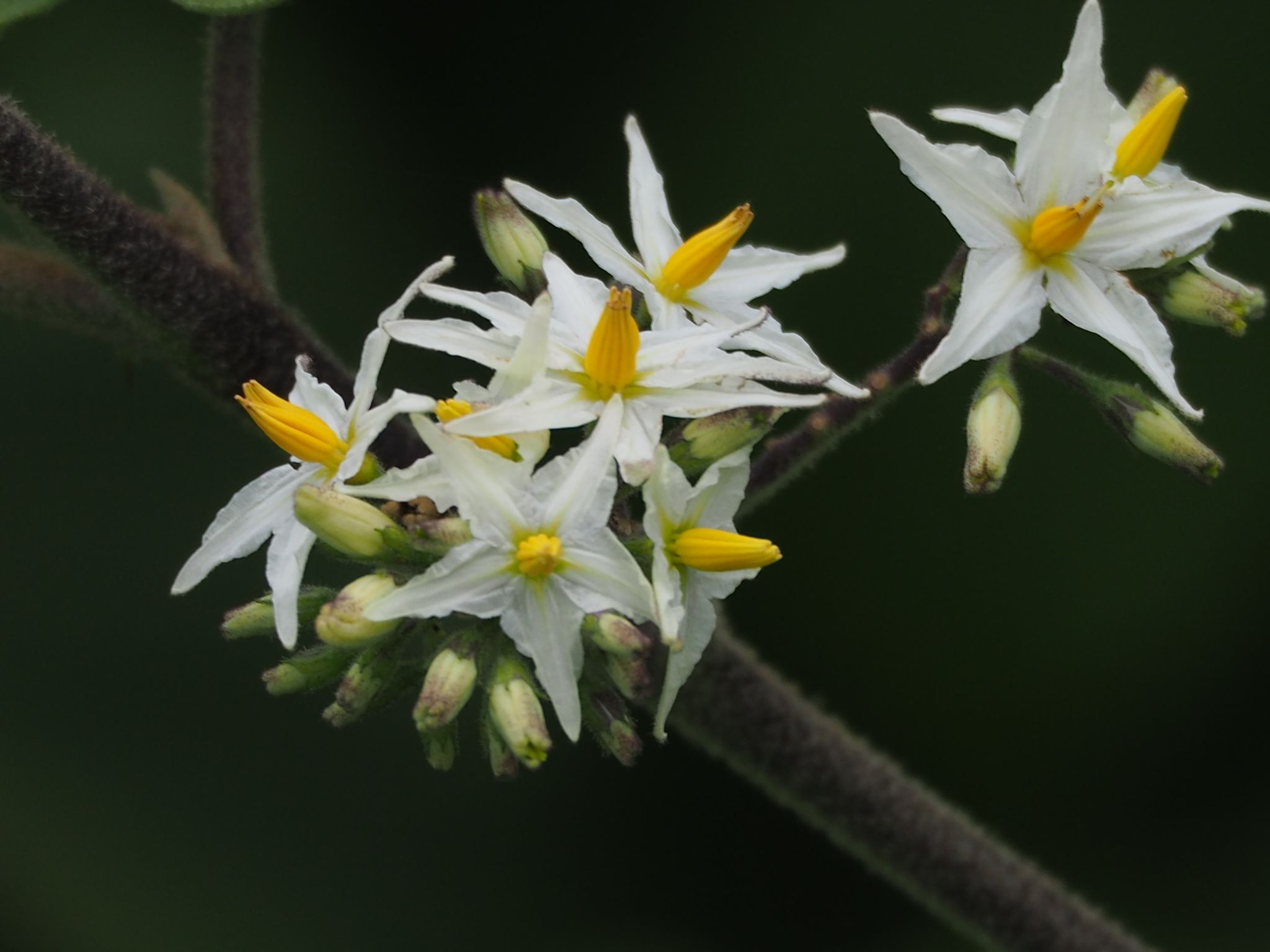 Solanum torvum