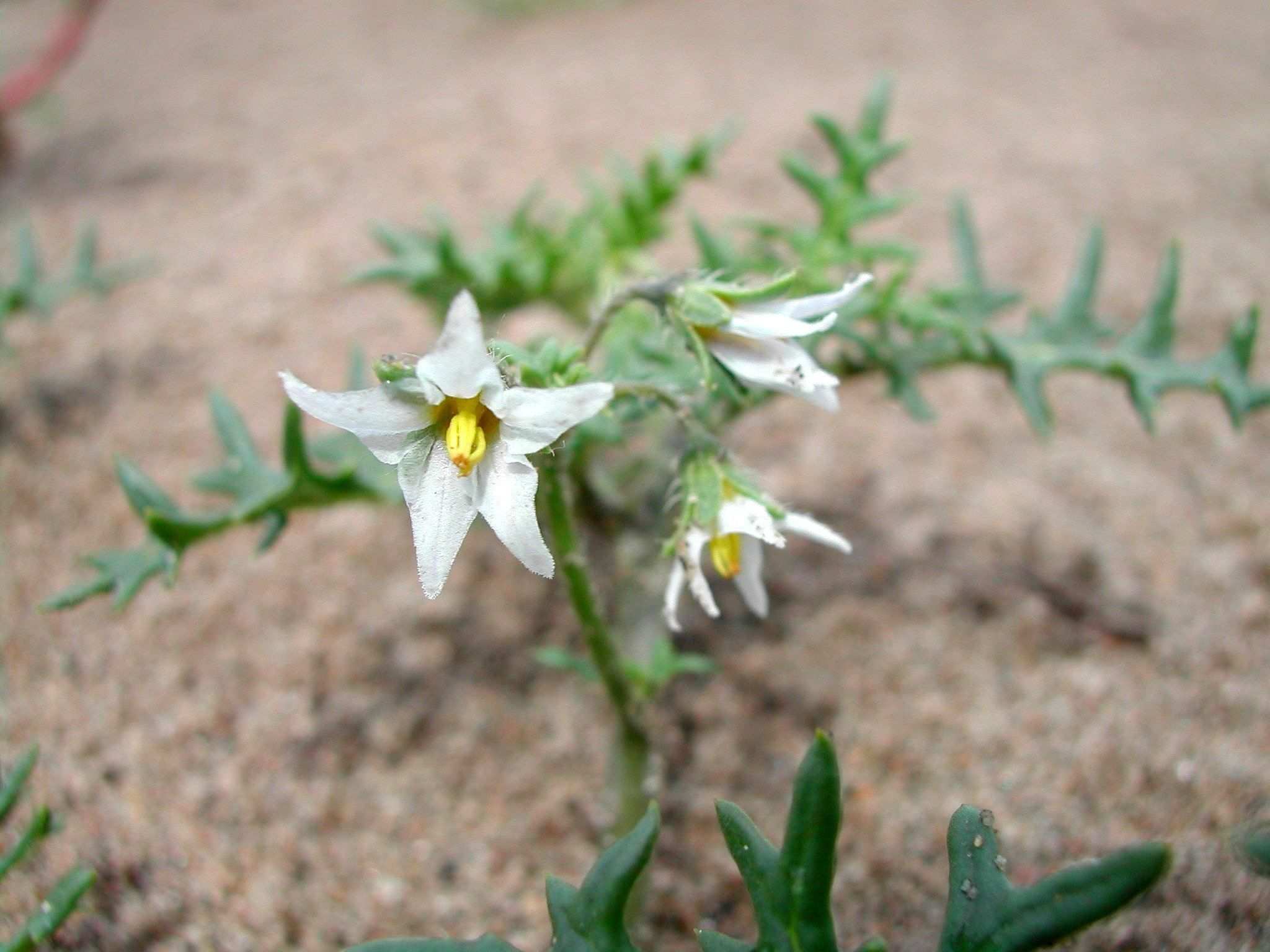 Solanum triflorum