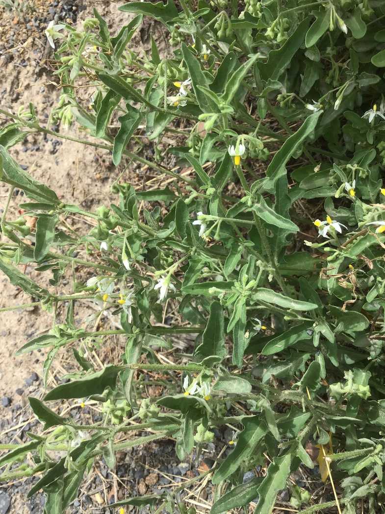 Solanum trifolium