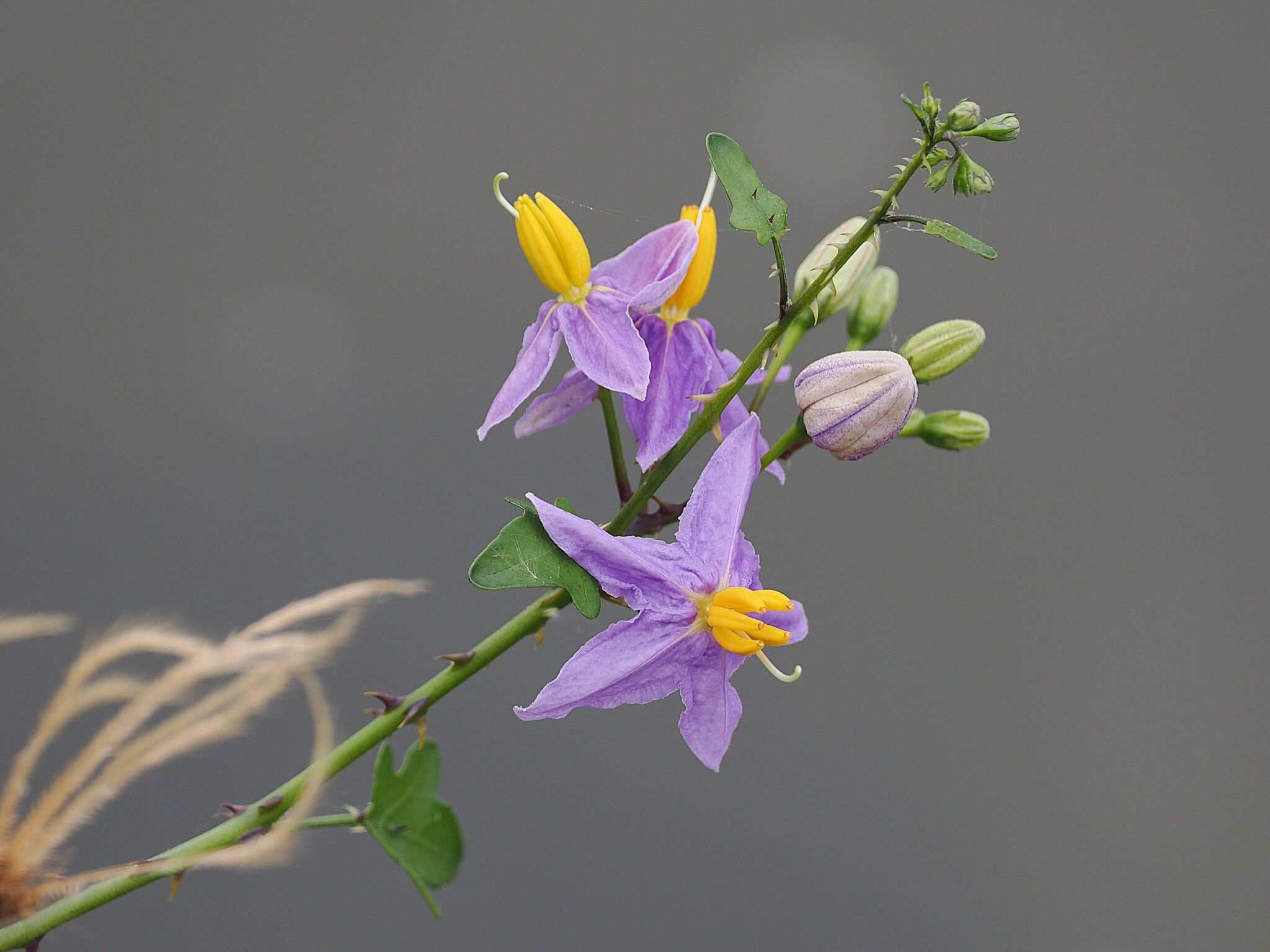 Solanum trilobatum