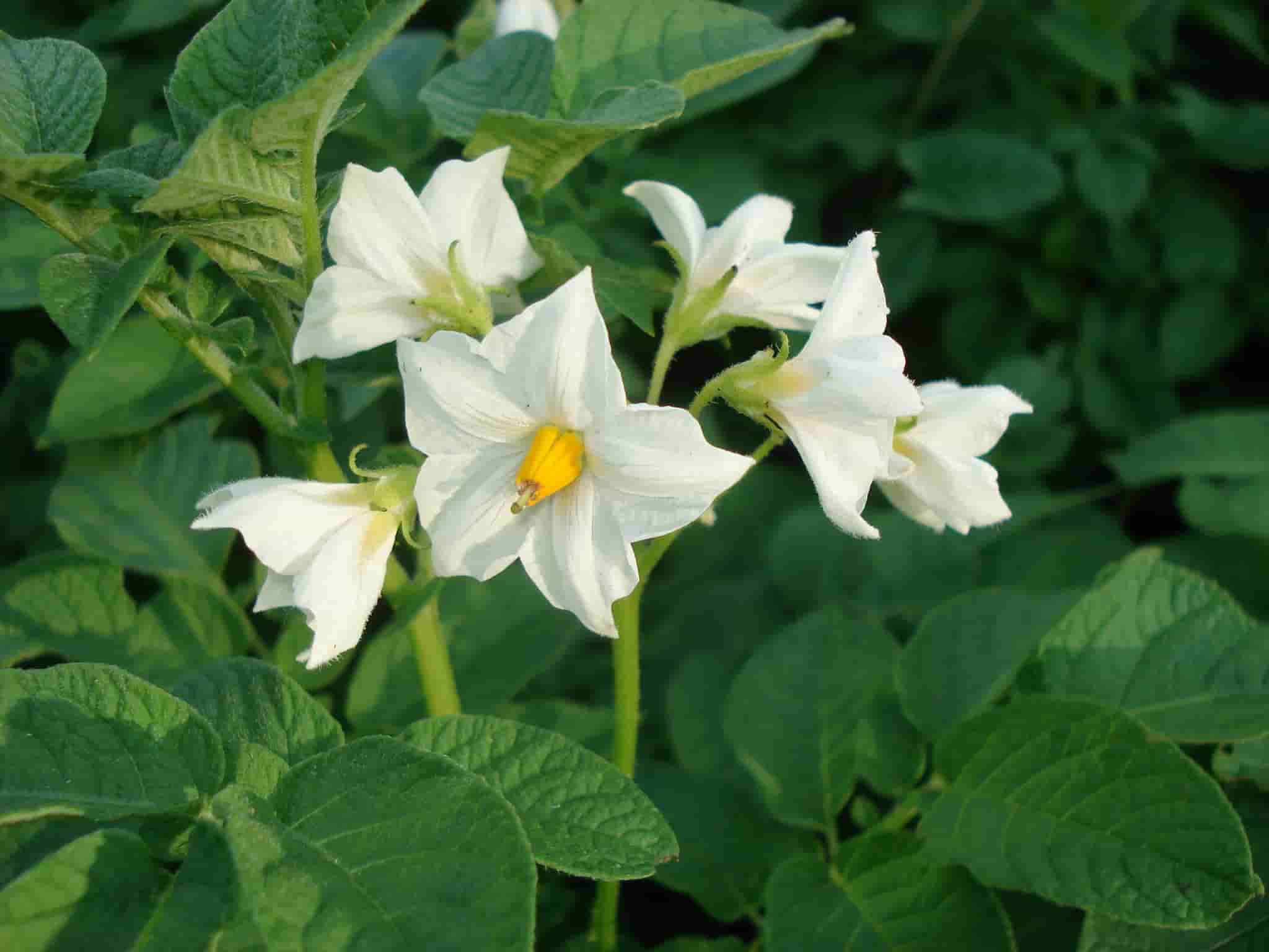 Solanum tuberosum