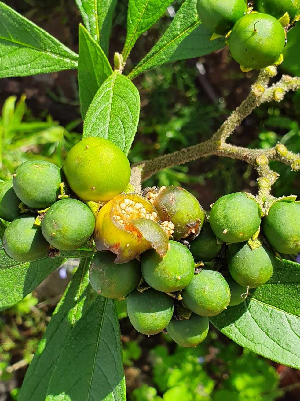 Solanum umbellatum