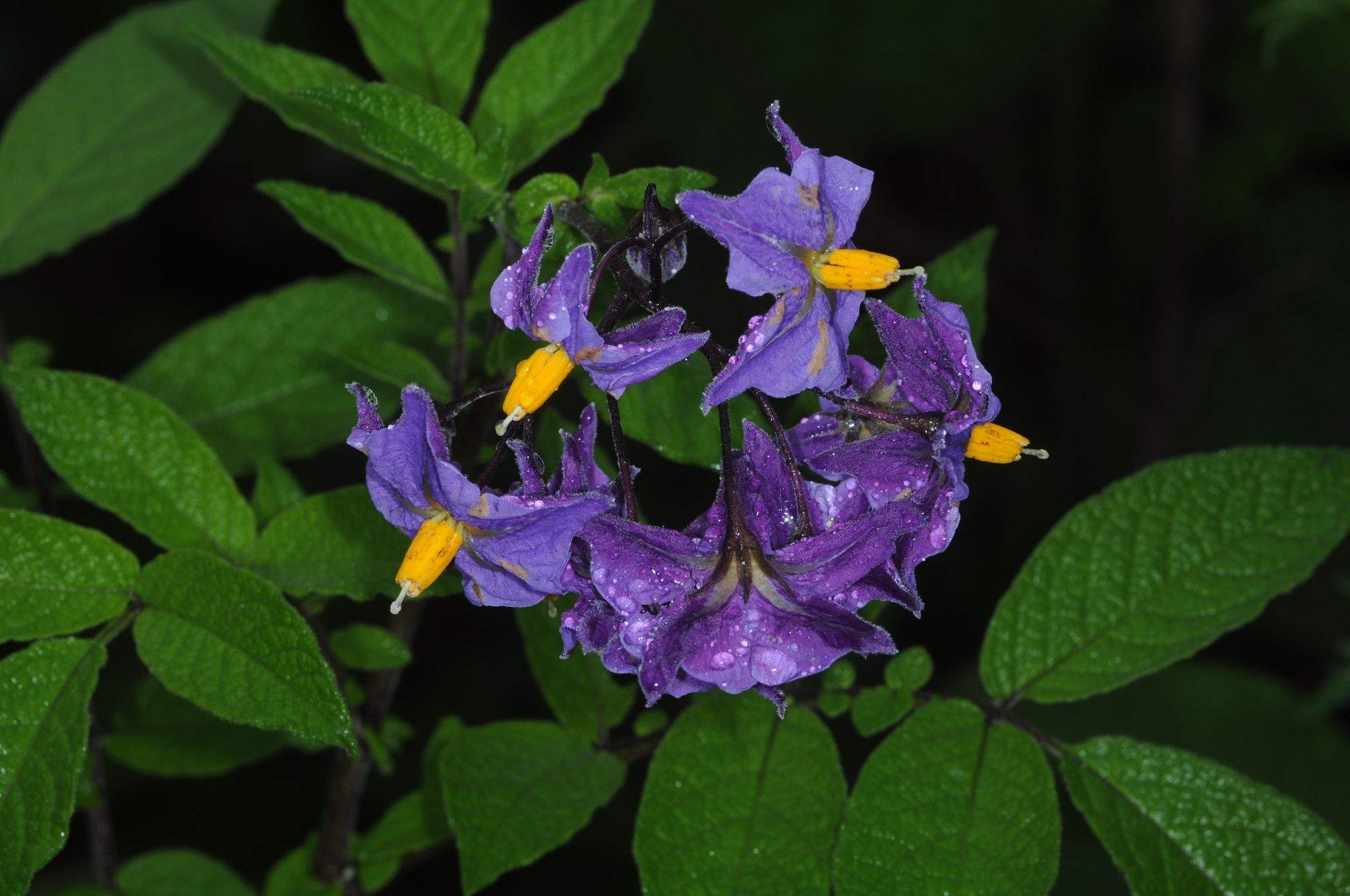 Solanum vernei
