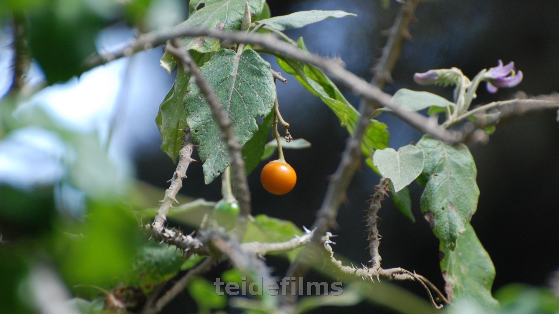 Solanum vespertilio