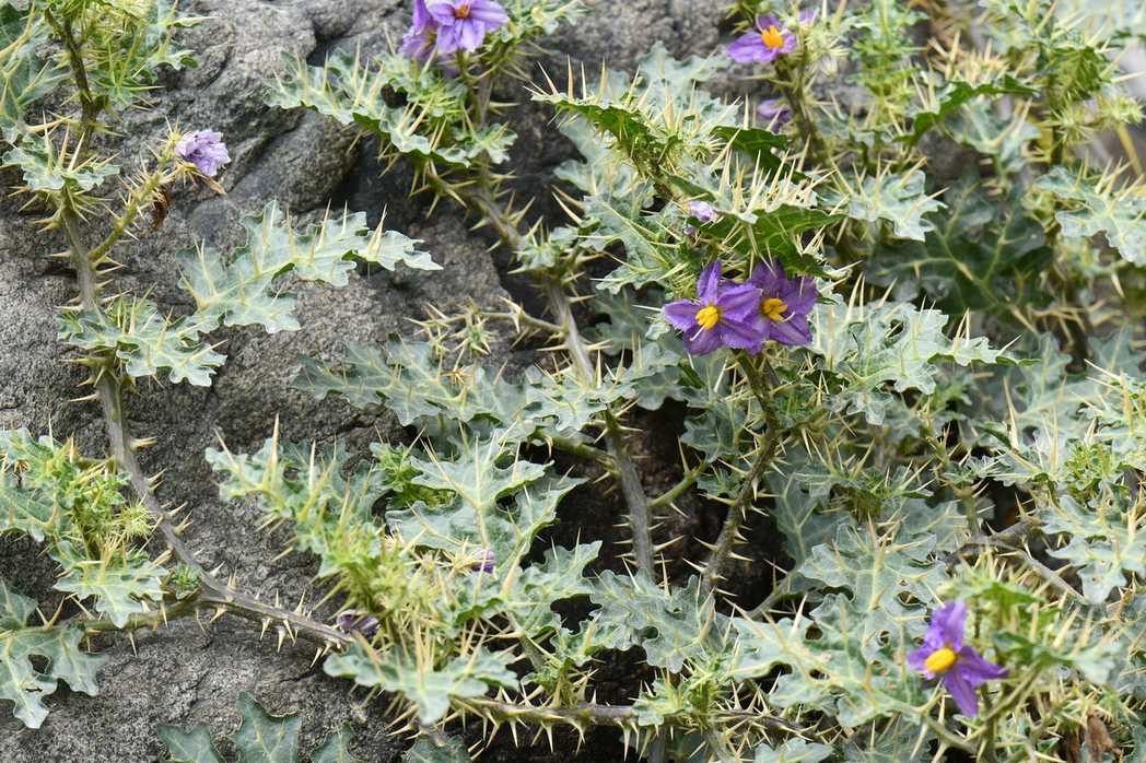 Solanum virginianum