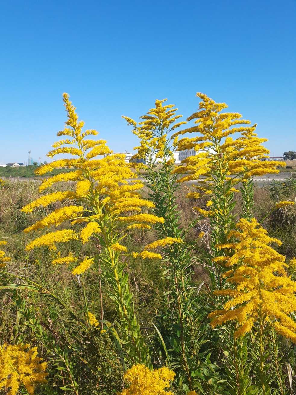 Solidago altissima