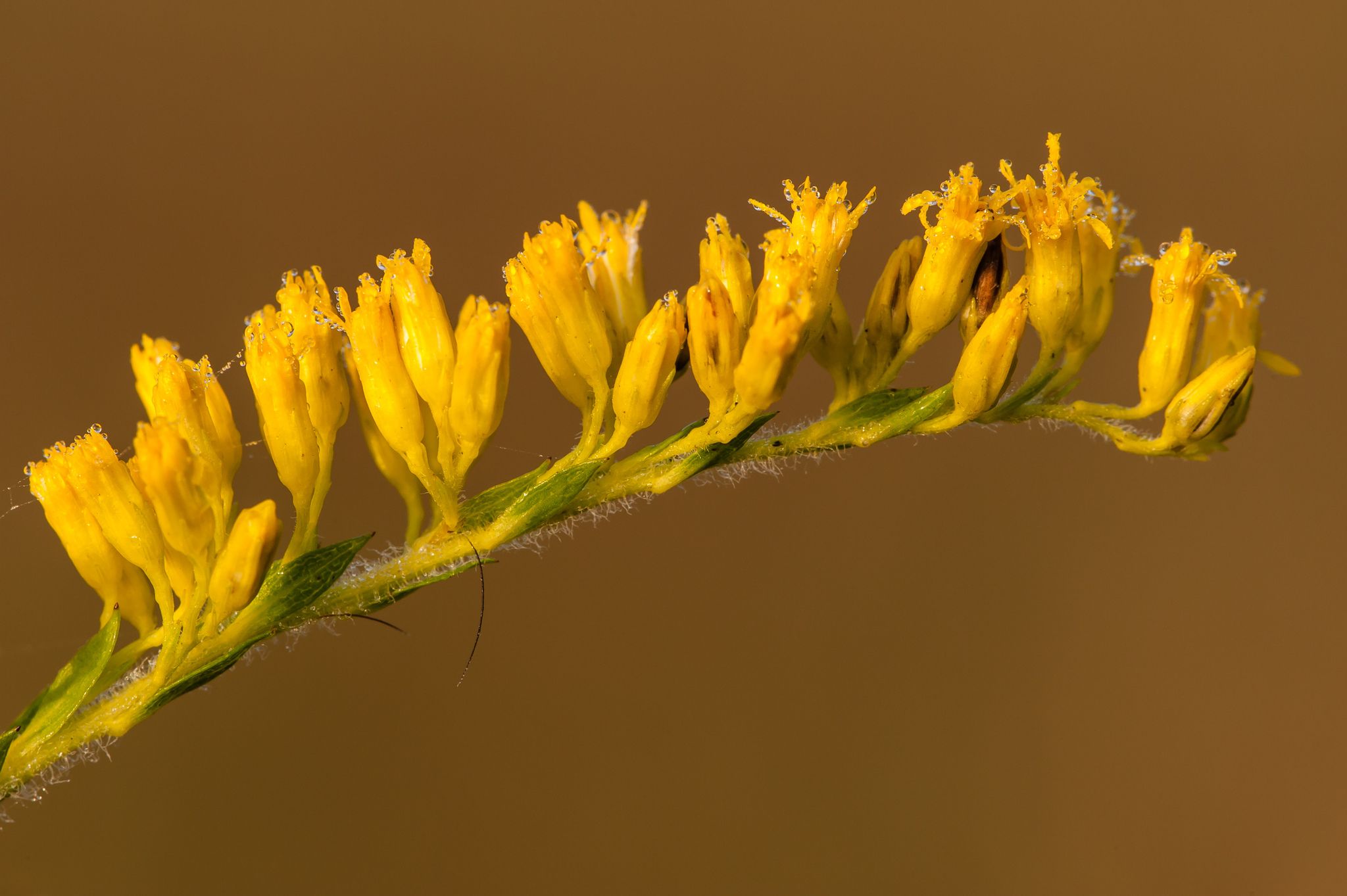 Solidago fistulosa