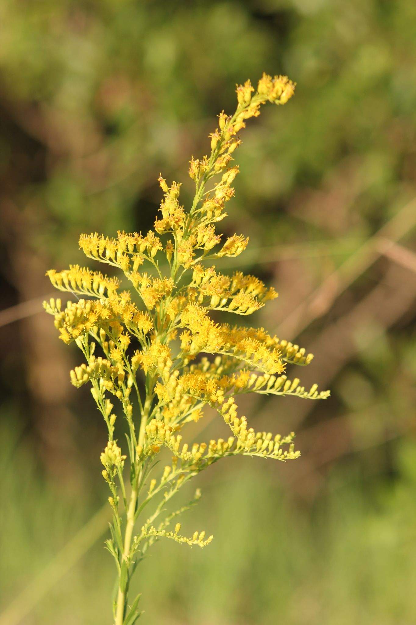 Solidago microglossa