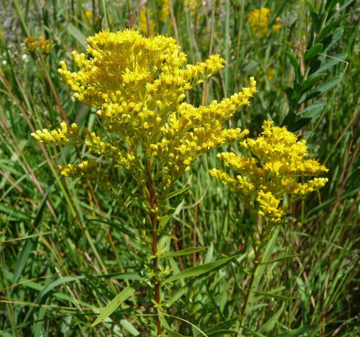 Solidago missouriensis