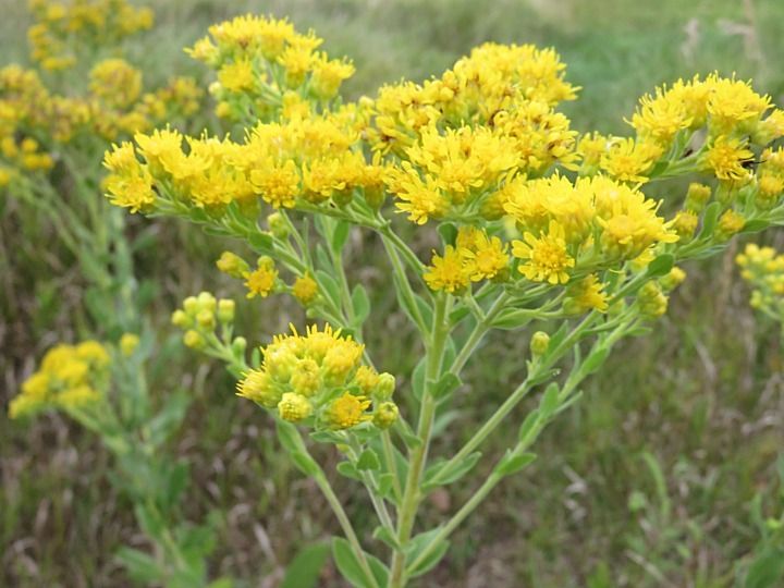 Solidago rigida