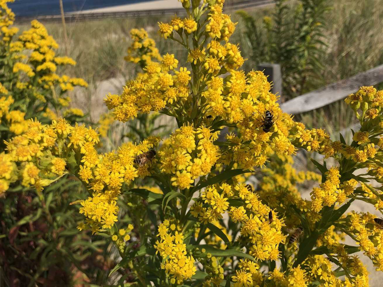 Solidago sempervirens