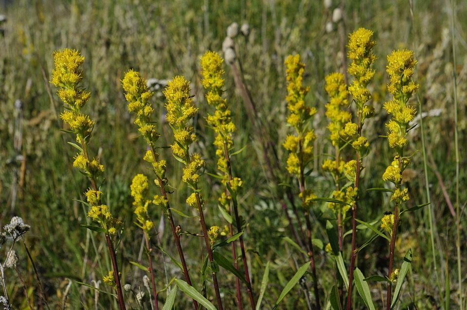Solidago sp.