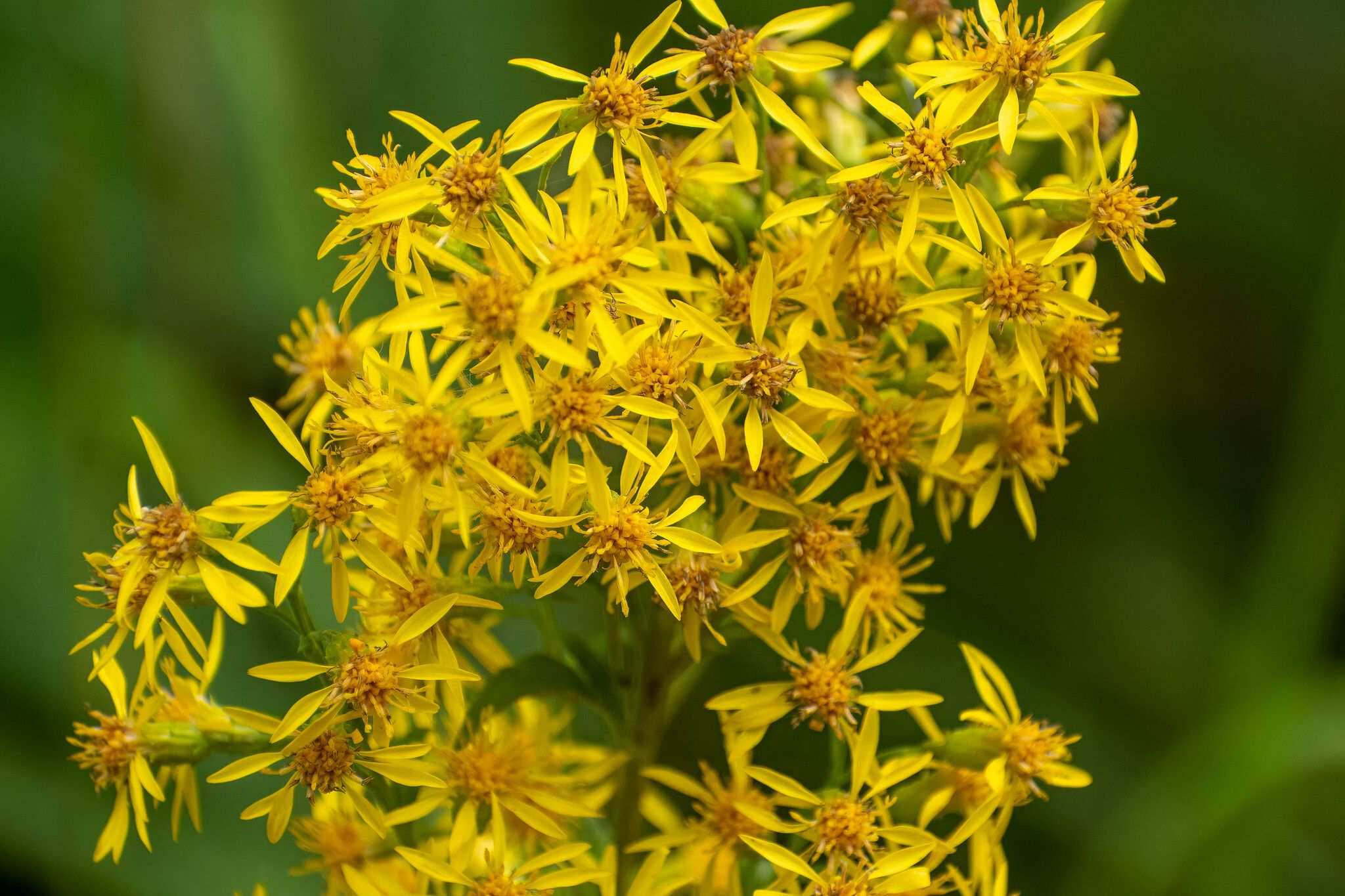 Solidago virgaurea