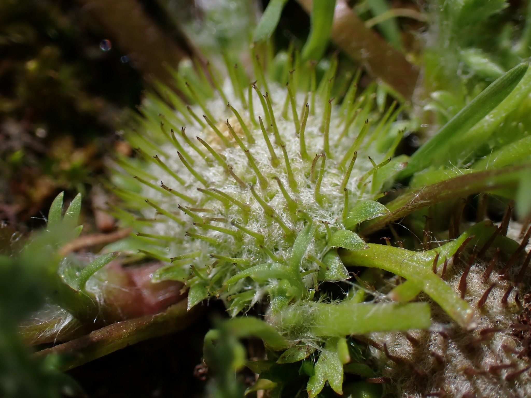 Soliva anthemifolia