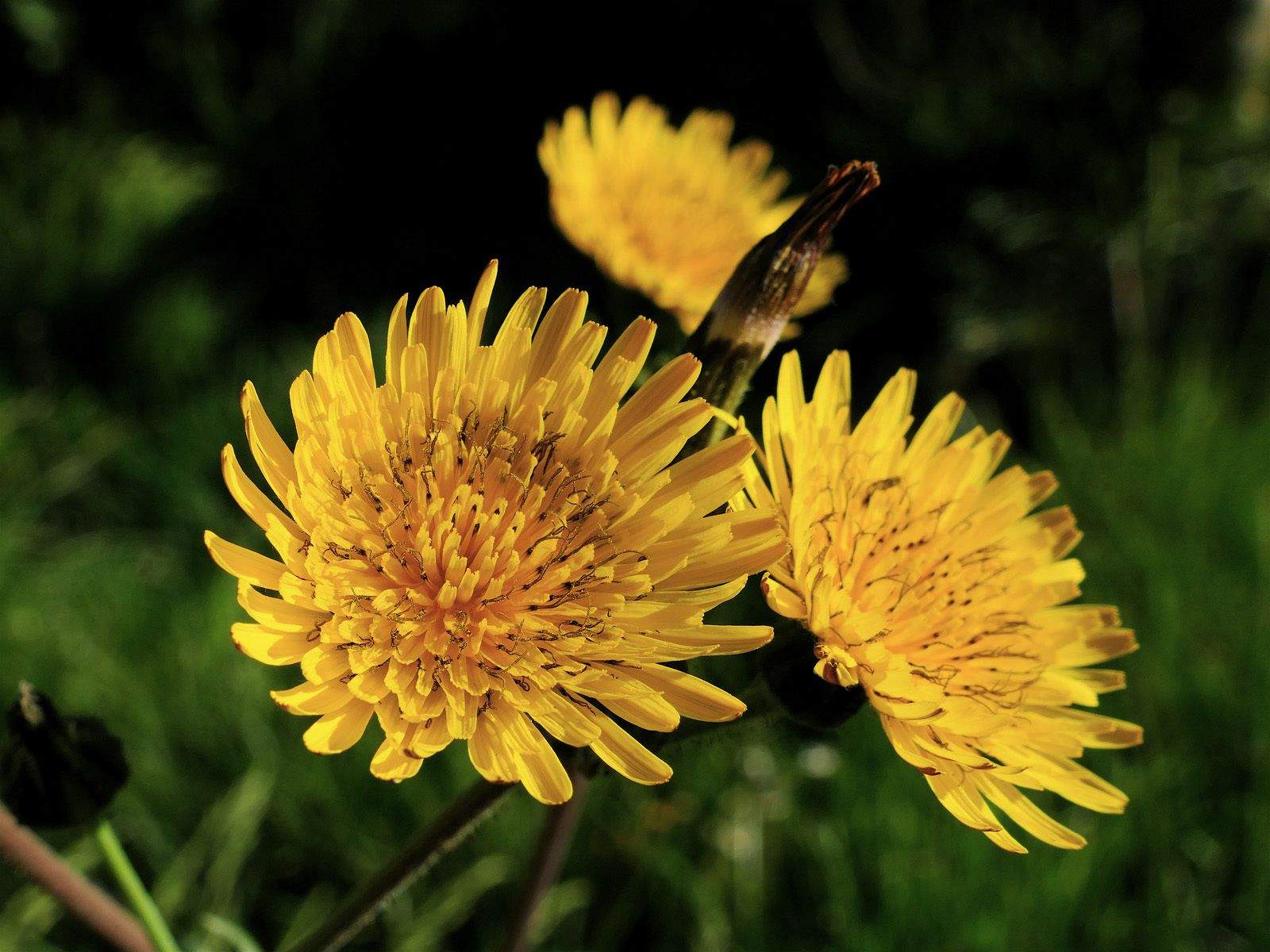 Sonchus asper
