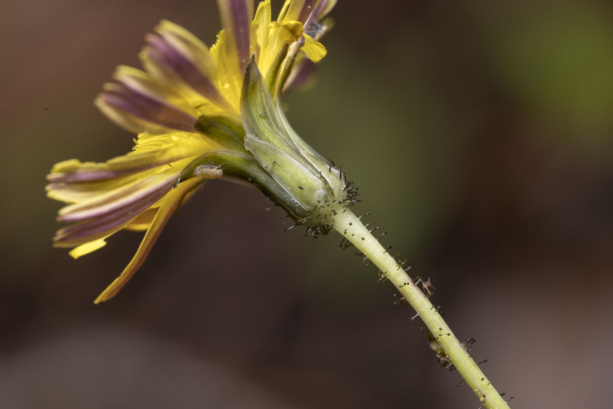 Sonchus bulbosus