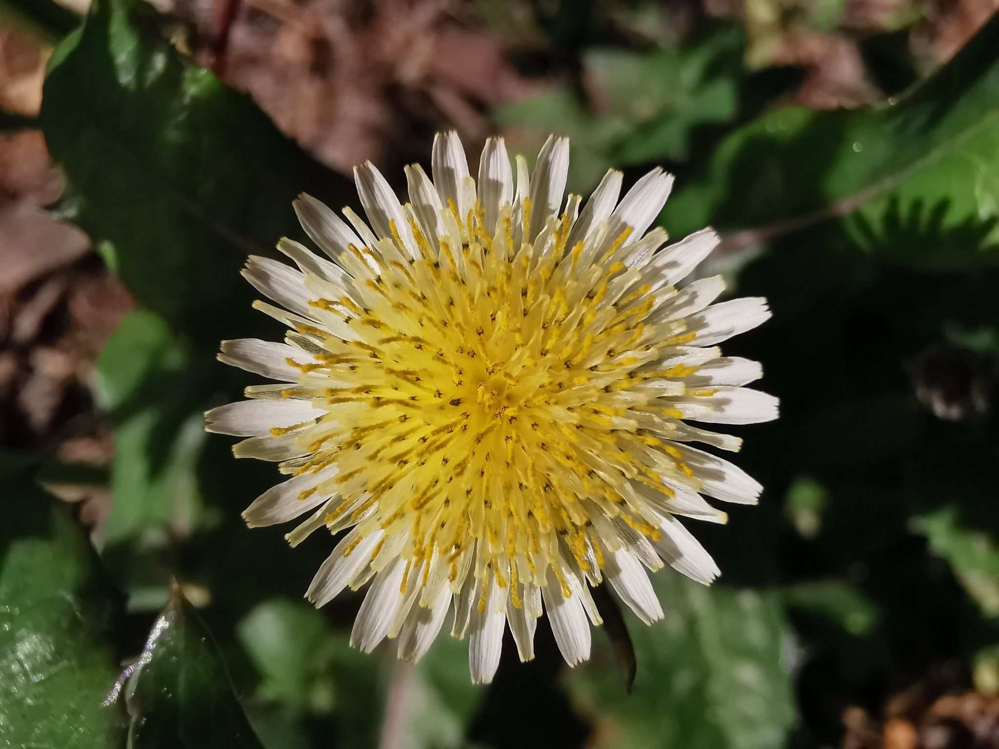 Sonchus oleraceus