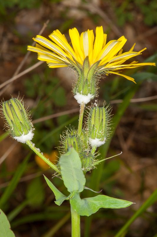 Sonchus tenerrimus