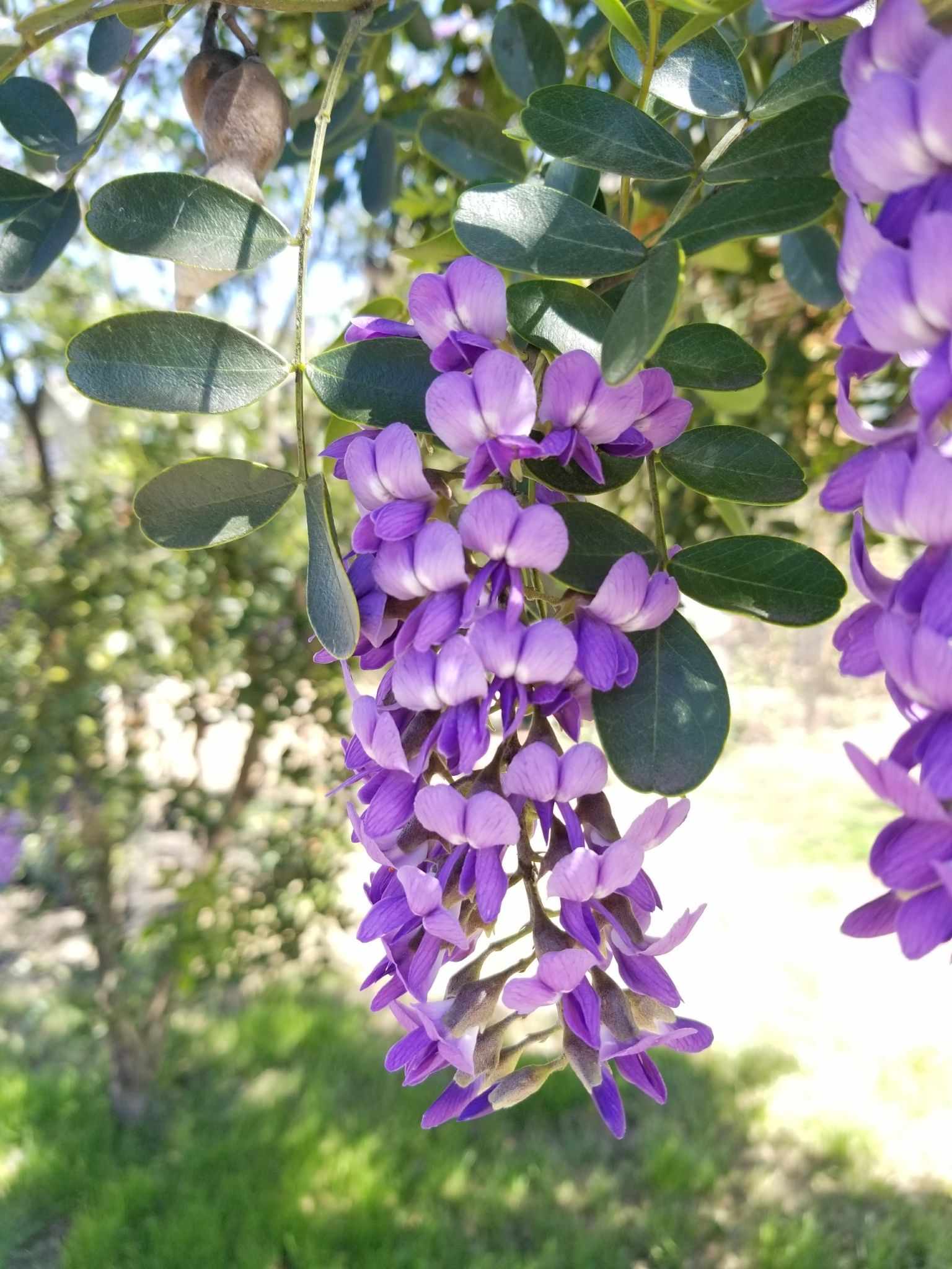 Sophora