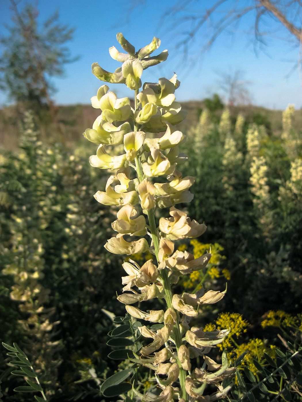 Sophora alopecuroides