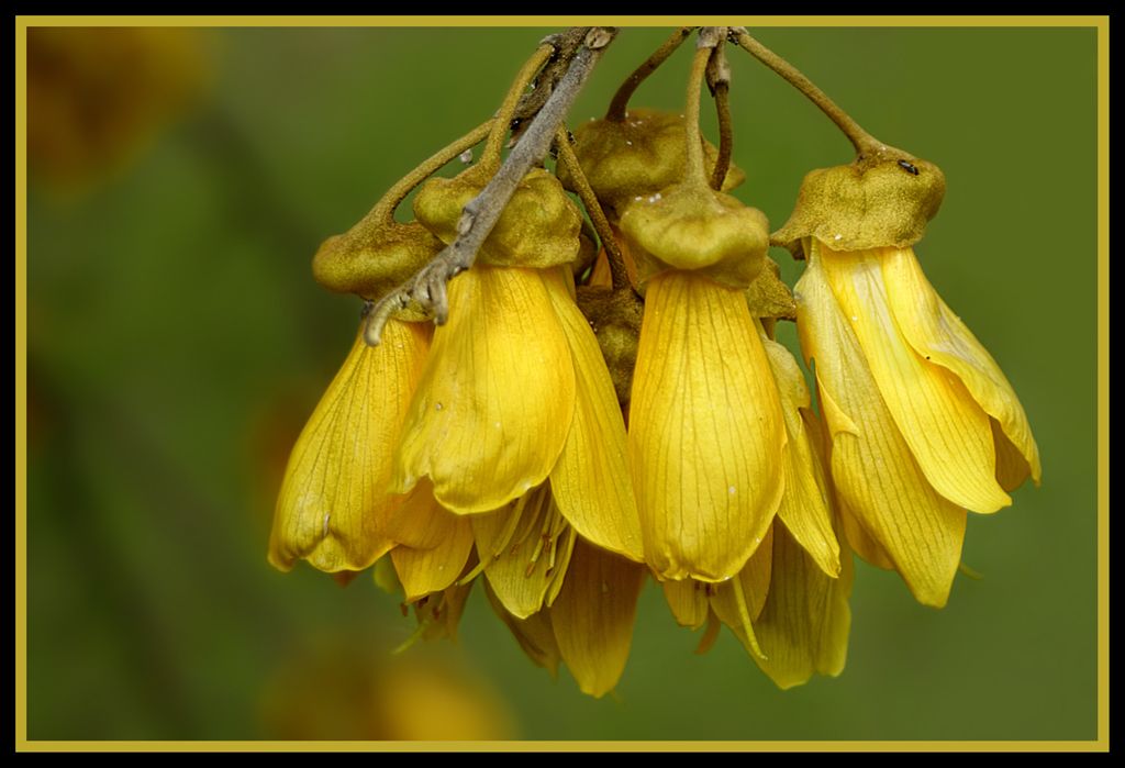 Sophora tetraptera