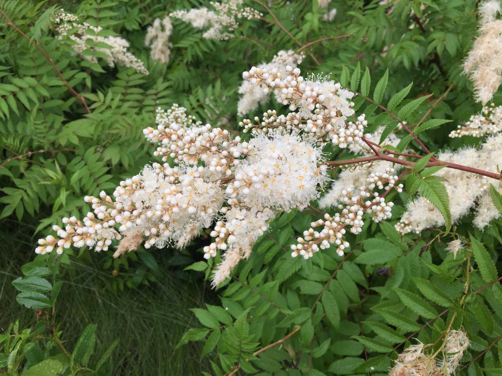 Sorbaria sorbifolia