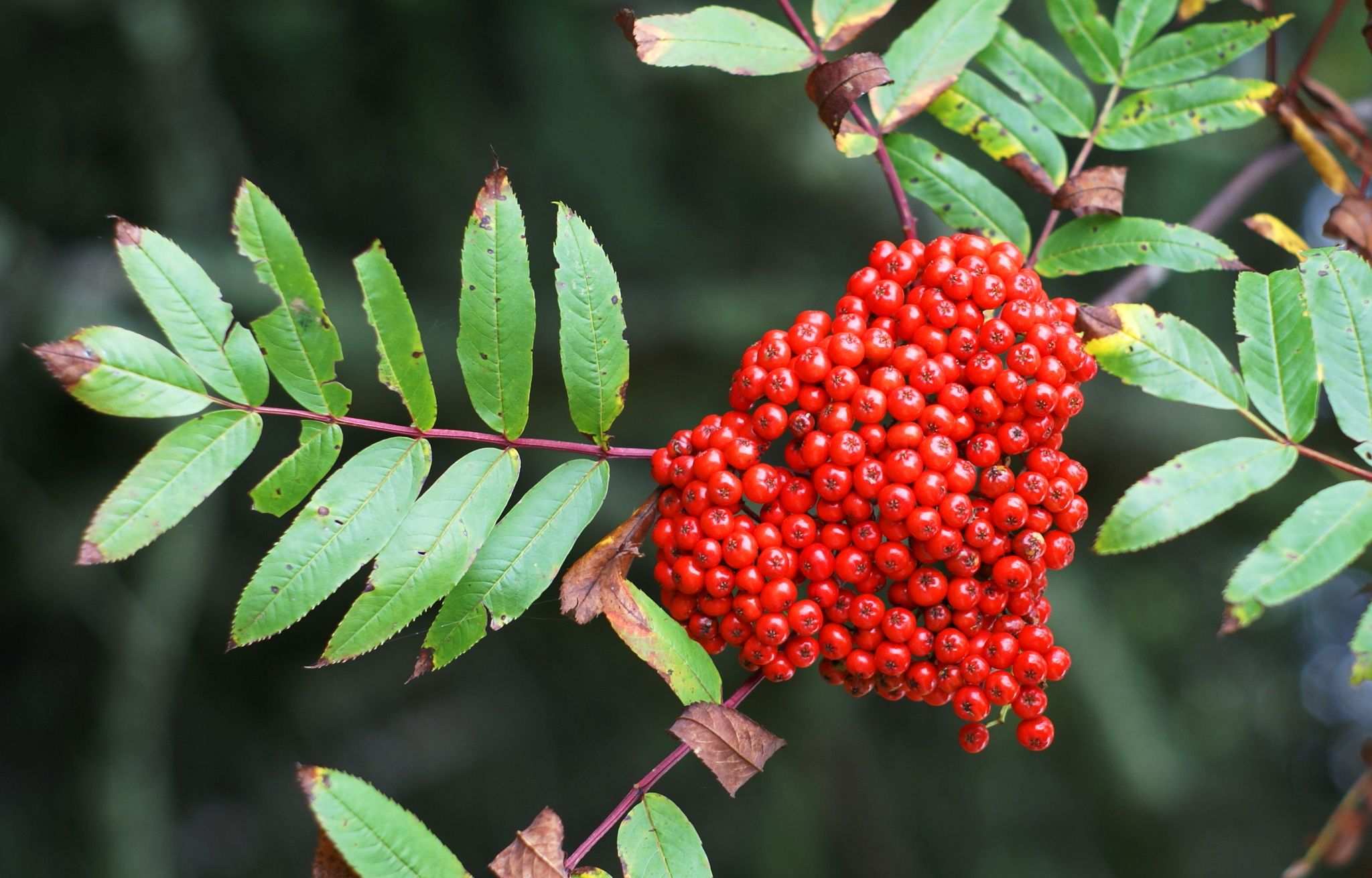 Sorbus americana